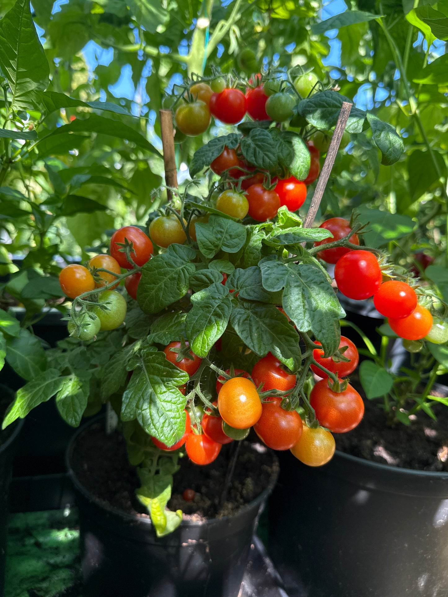 Sweet & Neat Scarlet, microbusk