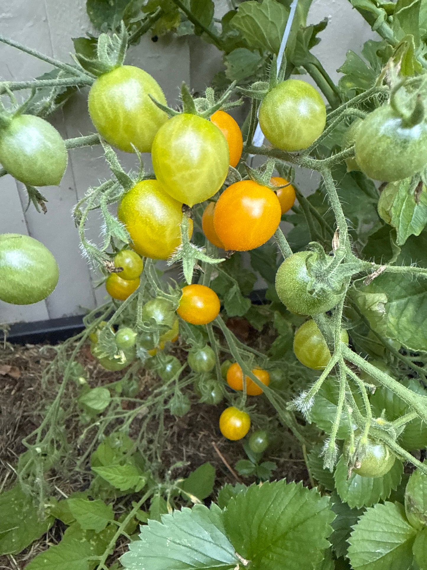 Mirabelle Jaune, multifloratomat