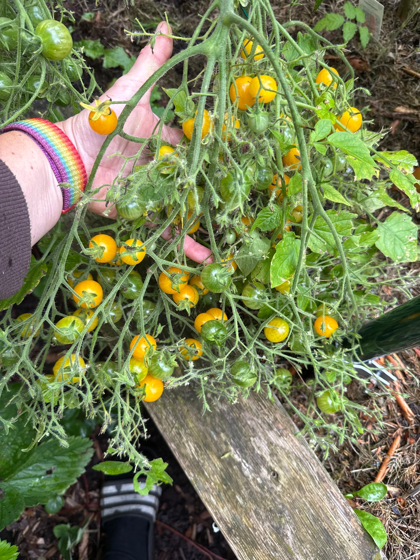 Yellow Grape, multiflora