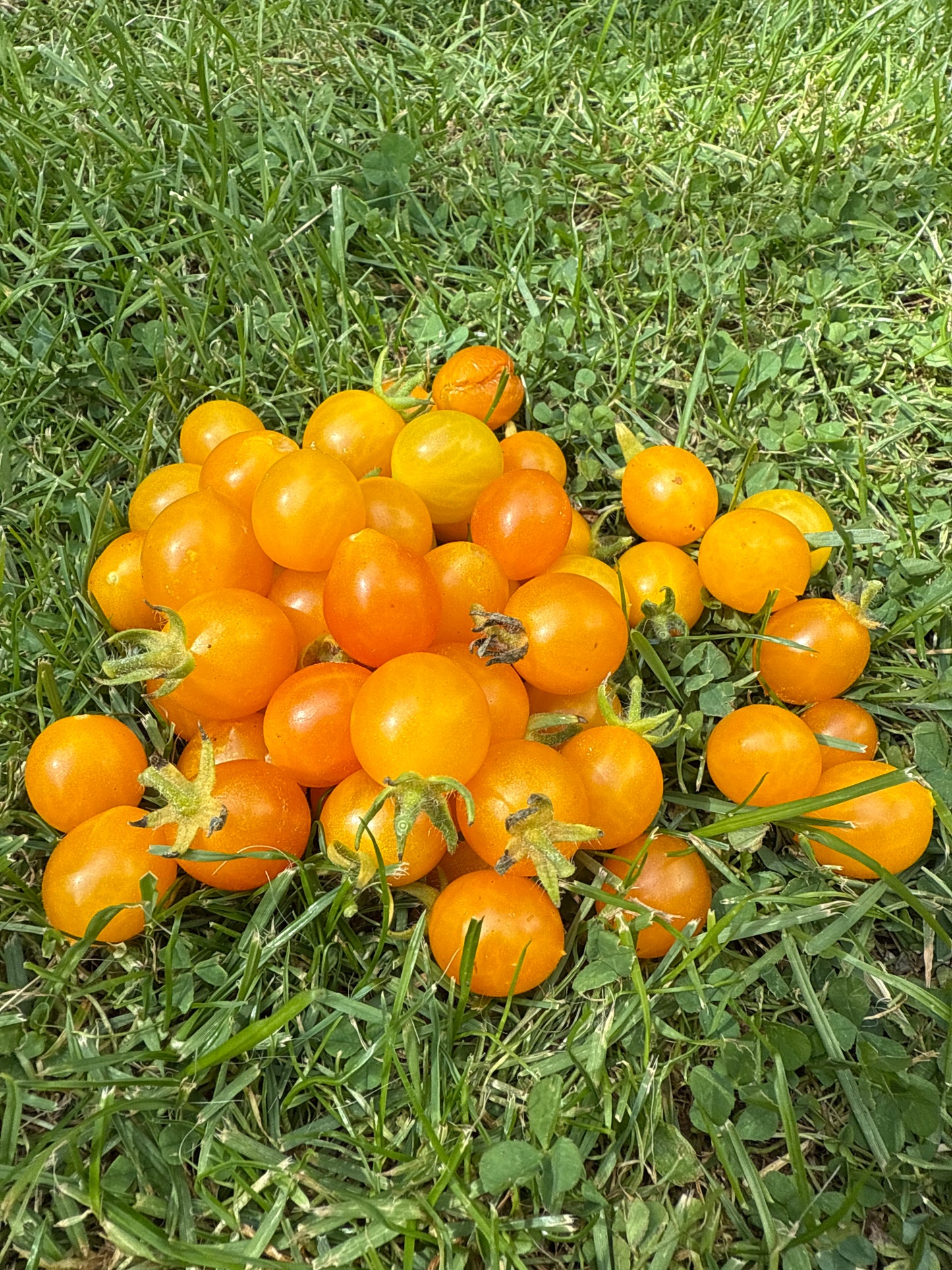Mirabelle Jaune, multifloratomat
