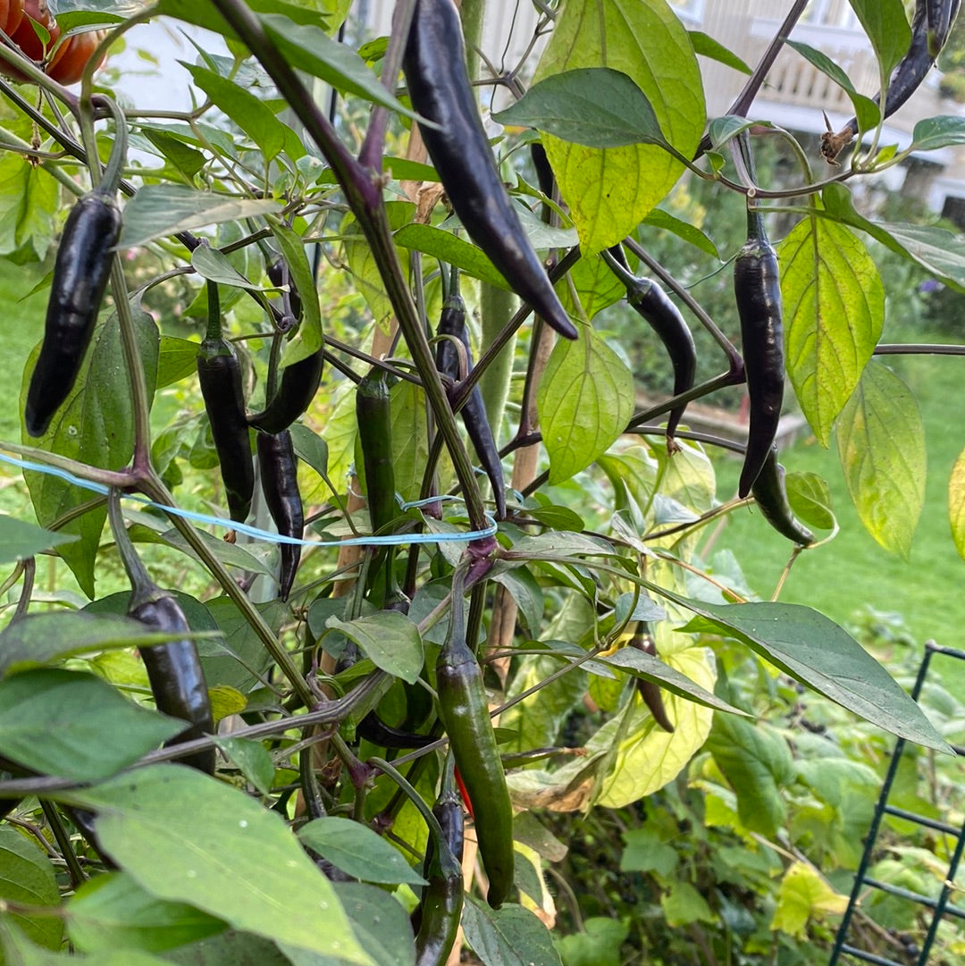 Chili Black Fangs