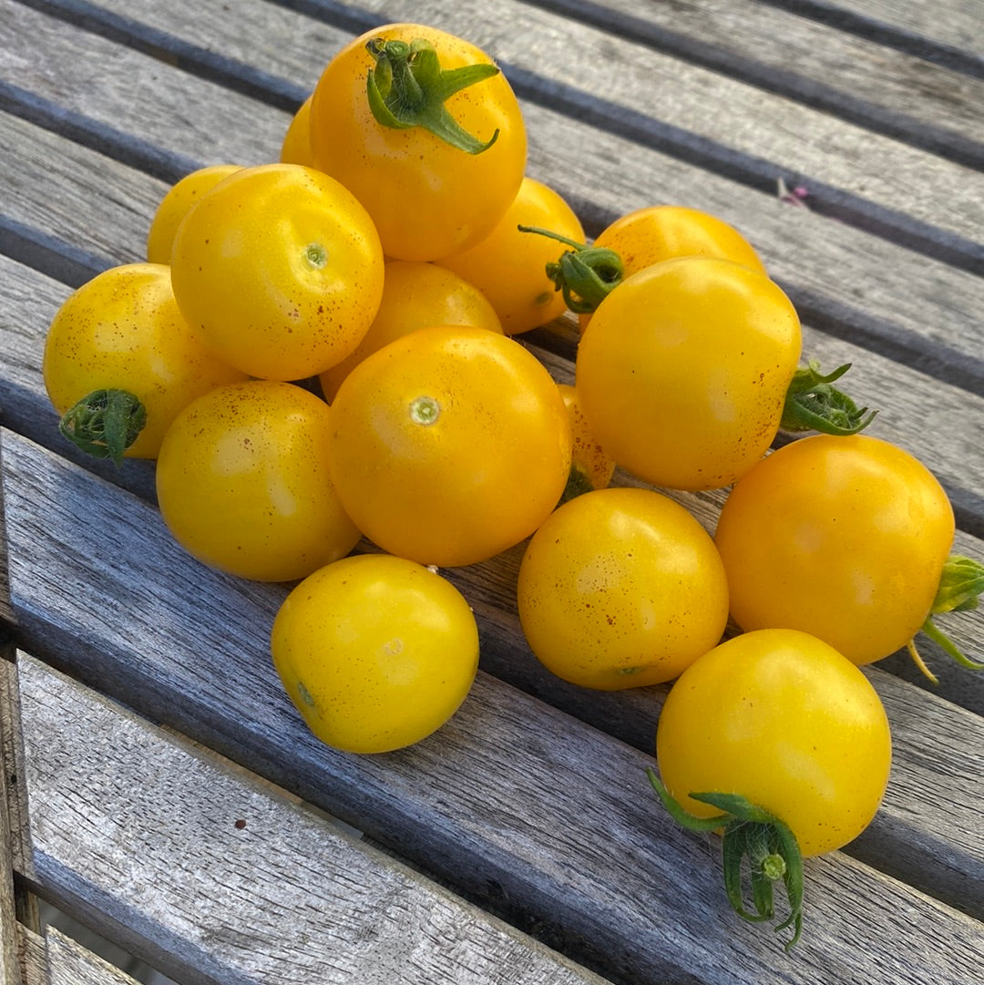 Hahm’s Gelbe Topftomate Microbusk