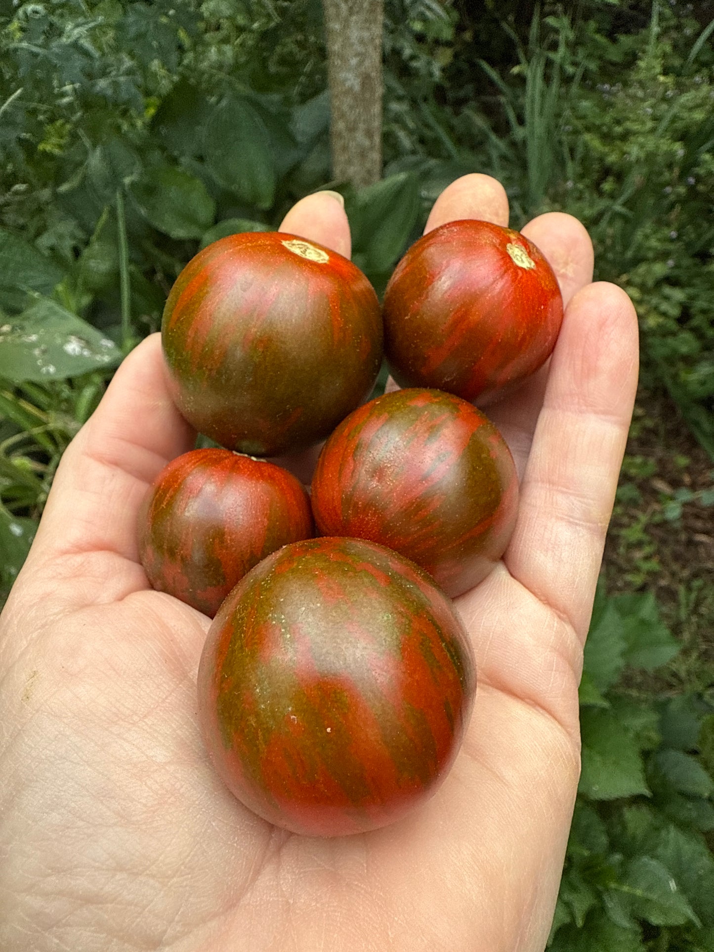 Cherry Zebra