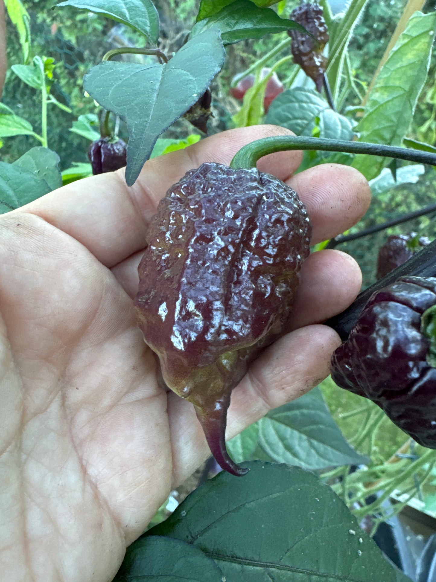 Carolina Reaper Purple