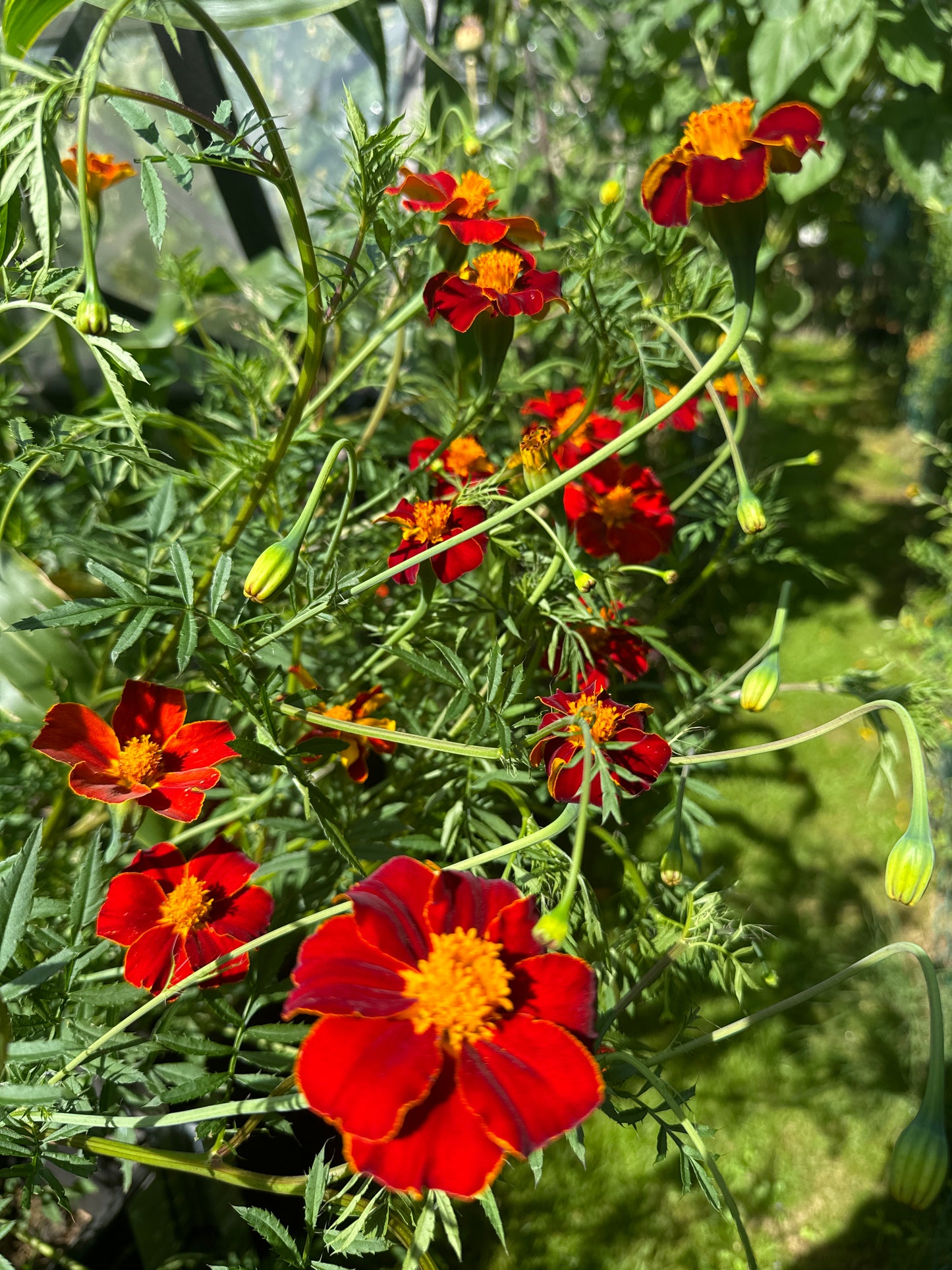 Tagetes, Cinnabar from Great Dixter