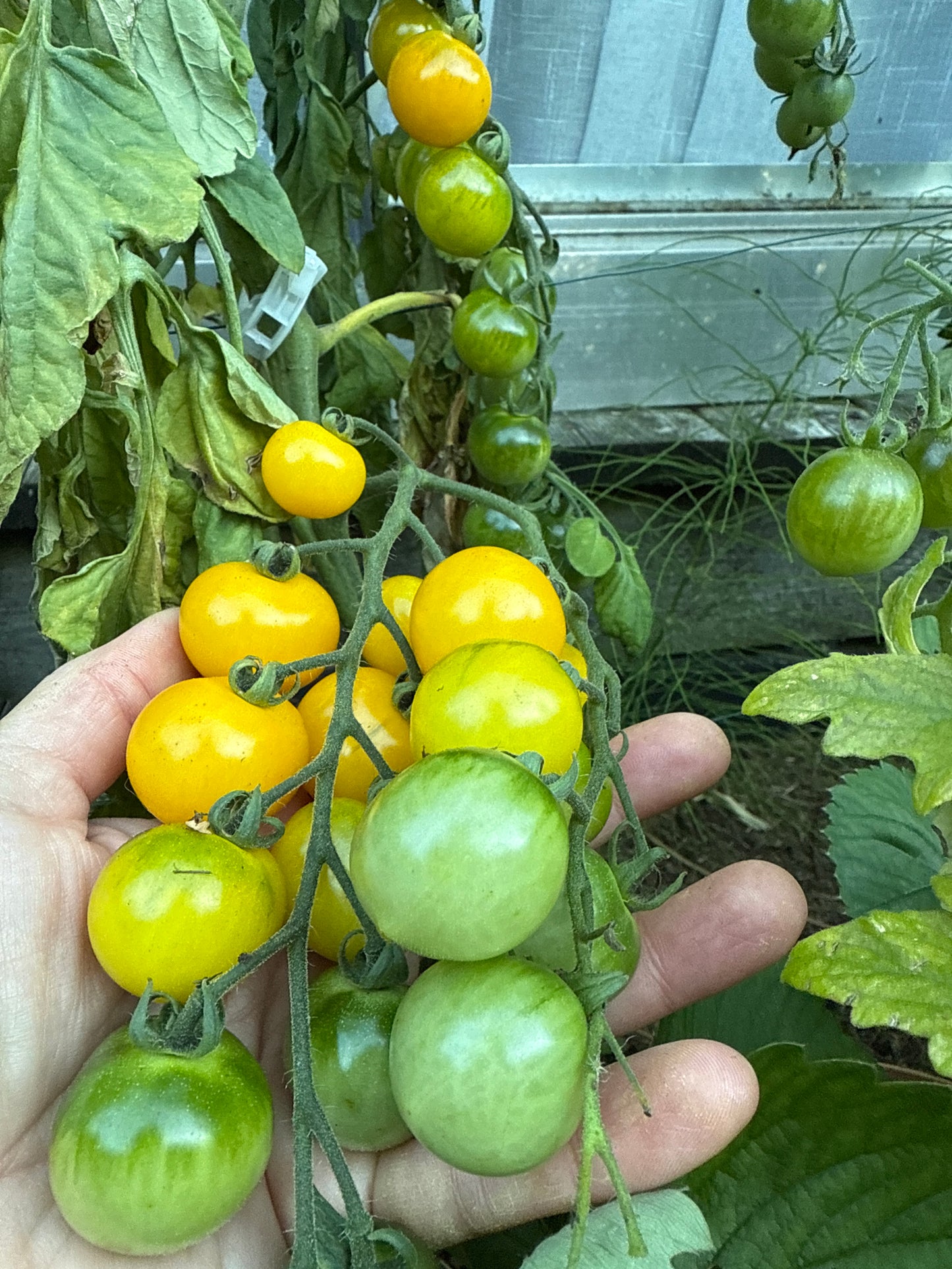 Amber Cherry