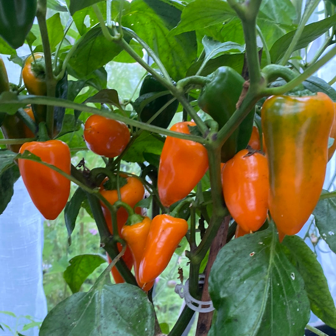 Snacking Orange , paprika