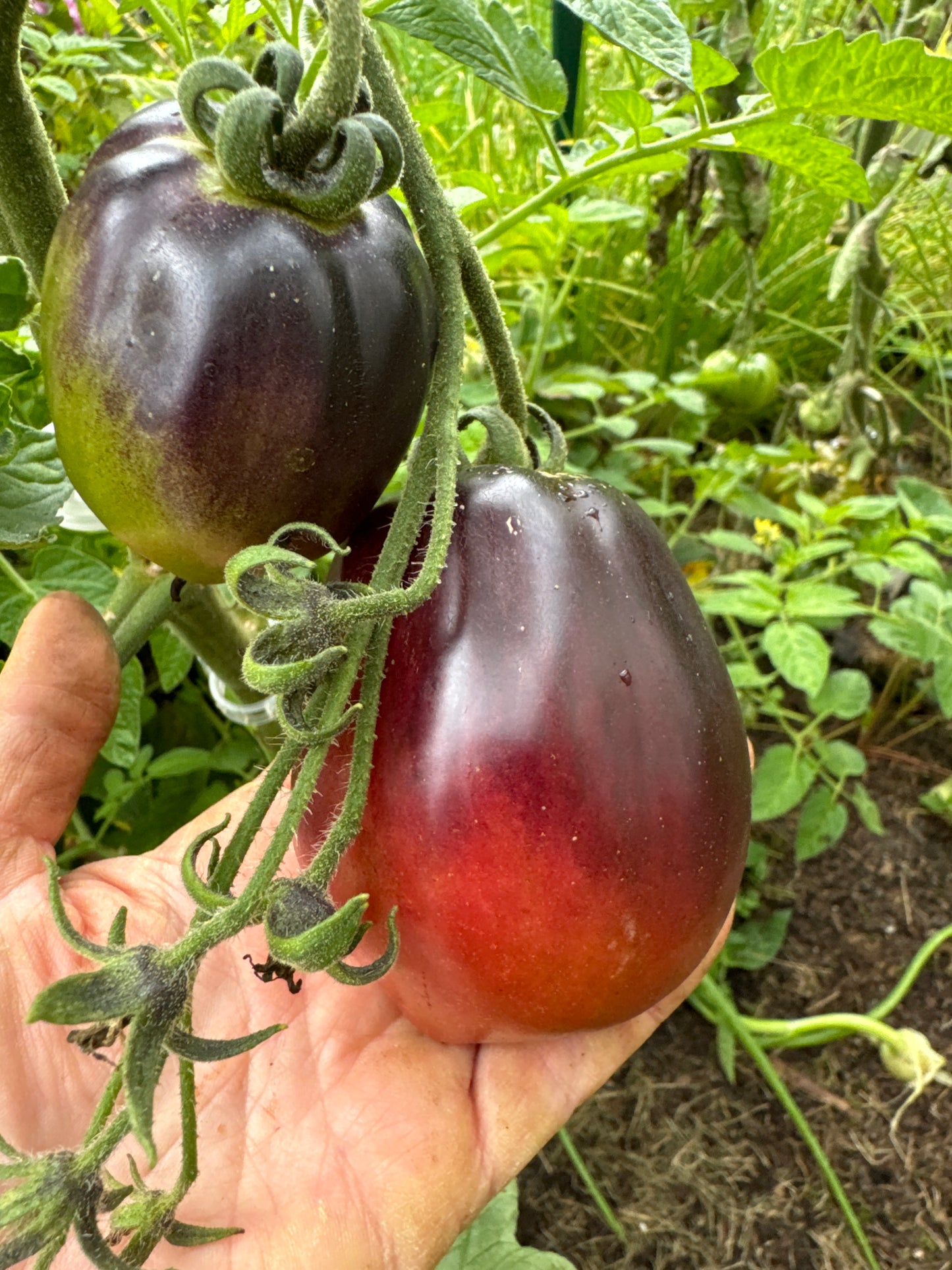 Plum Gourmet