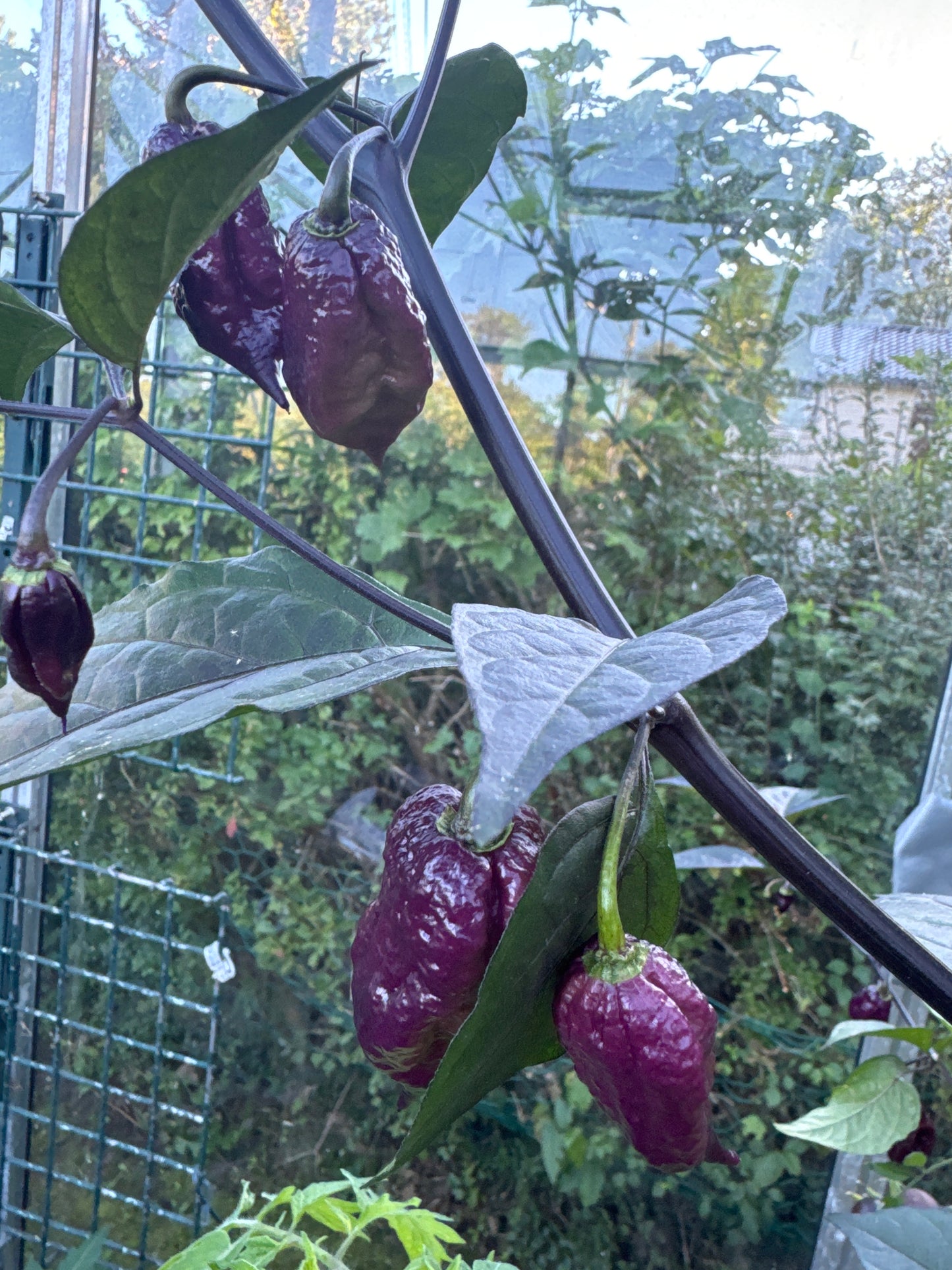 Carolina Reaper Purple
