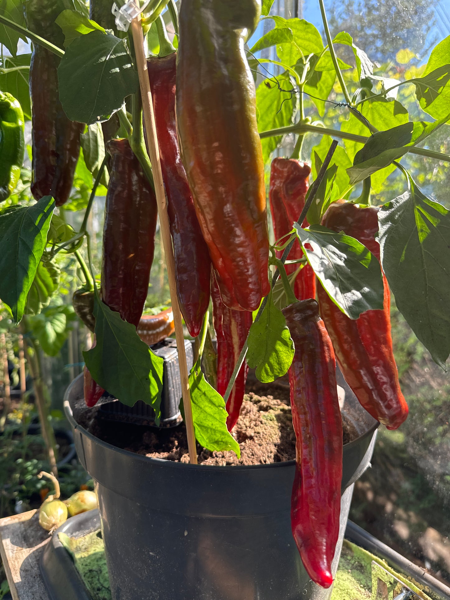 Paprika Marconi Rosso