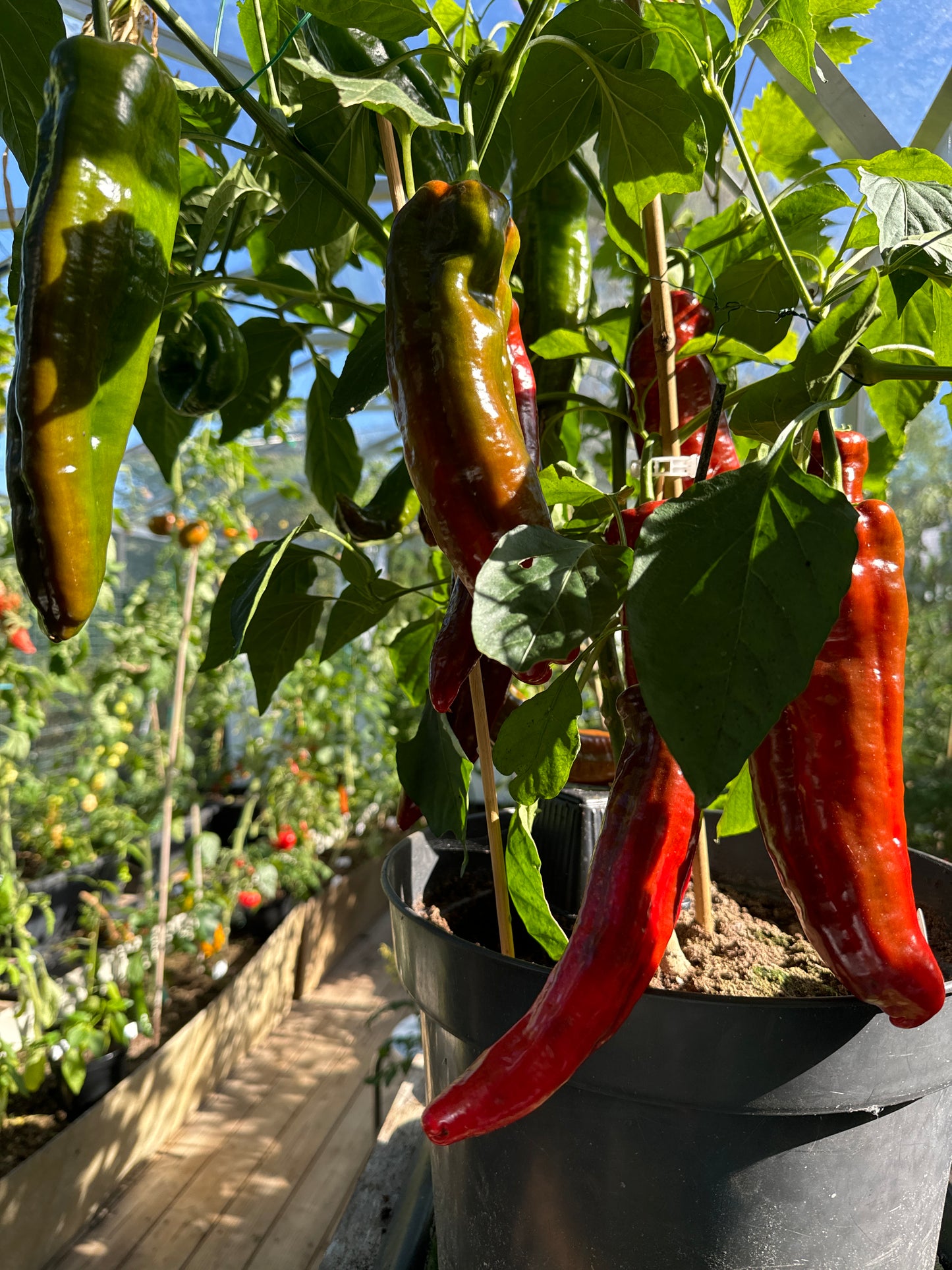 Paprika Marconi Rosso