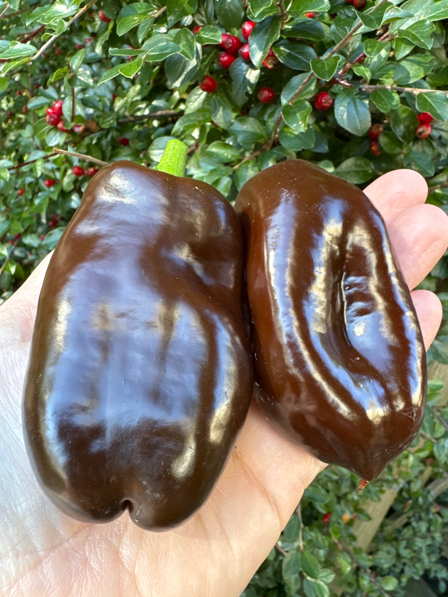 Sjokolade, paprika