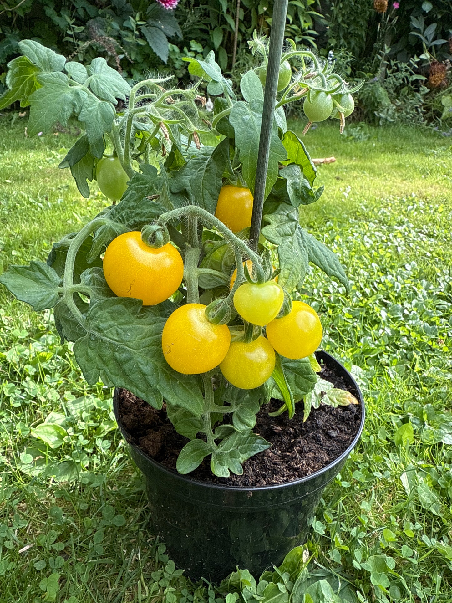 Bonsai Yellow , microbusk