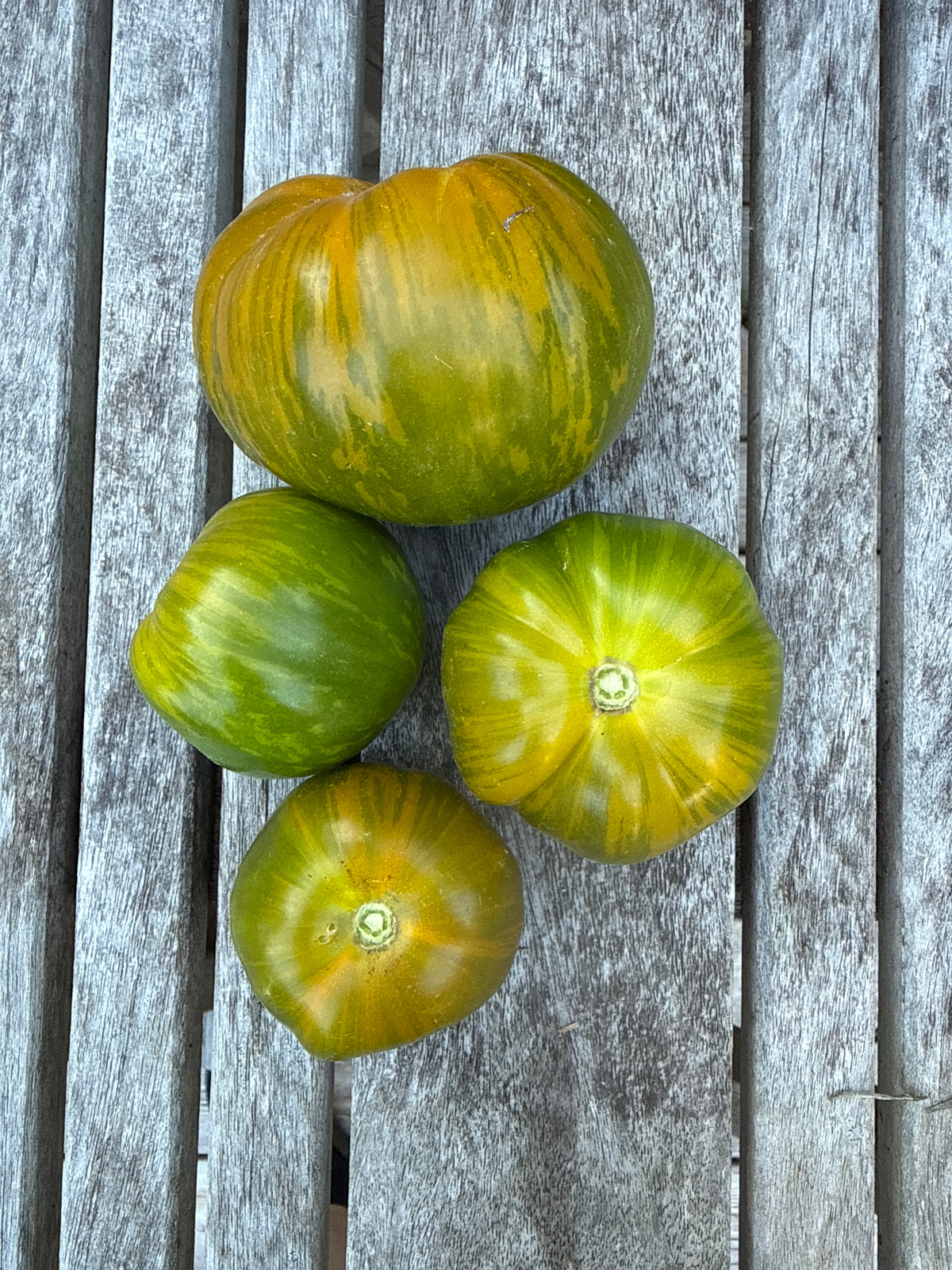 Green Zebra