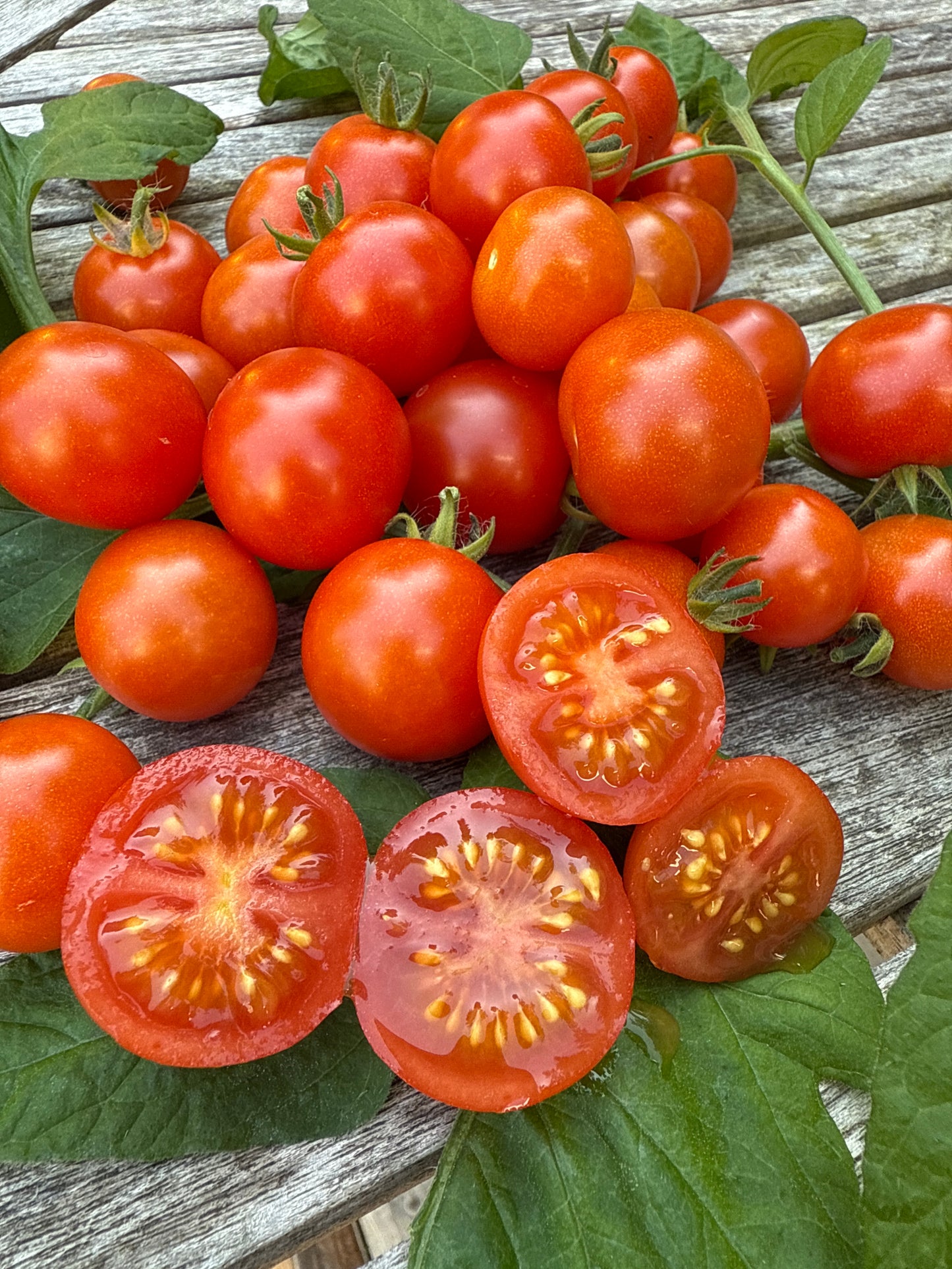 Sweet & Neat Scarlet, microbusk