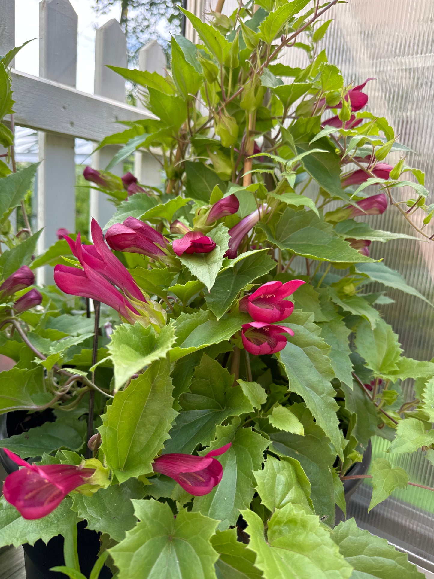 Løvemunnranke "Red Dragon"