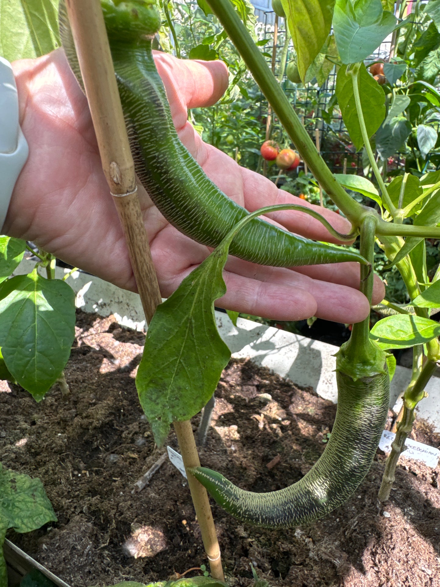 Rezha Macedonian, chili
