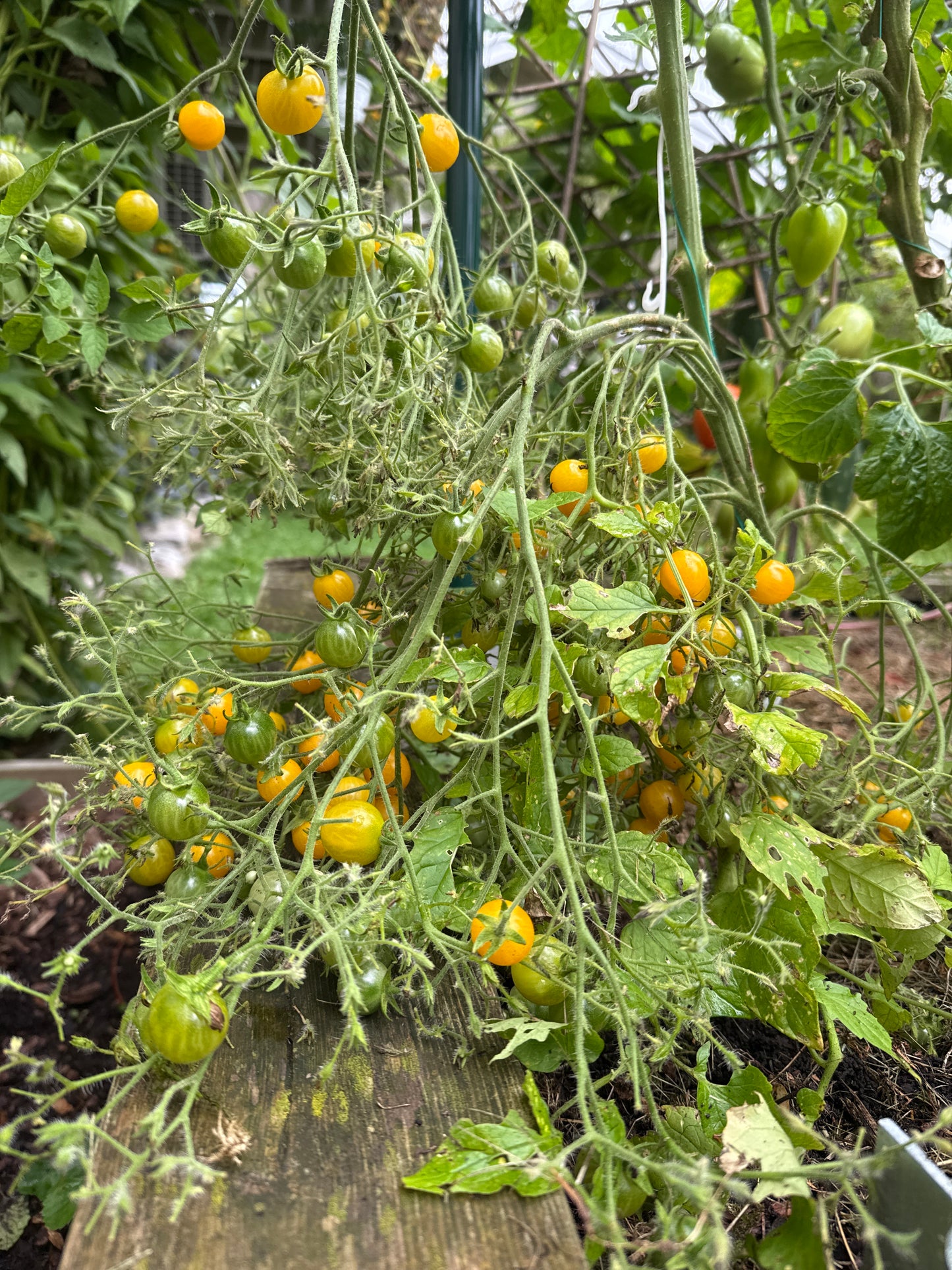 Yellow Grape, multiflora