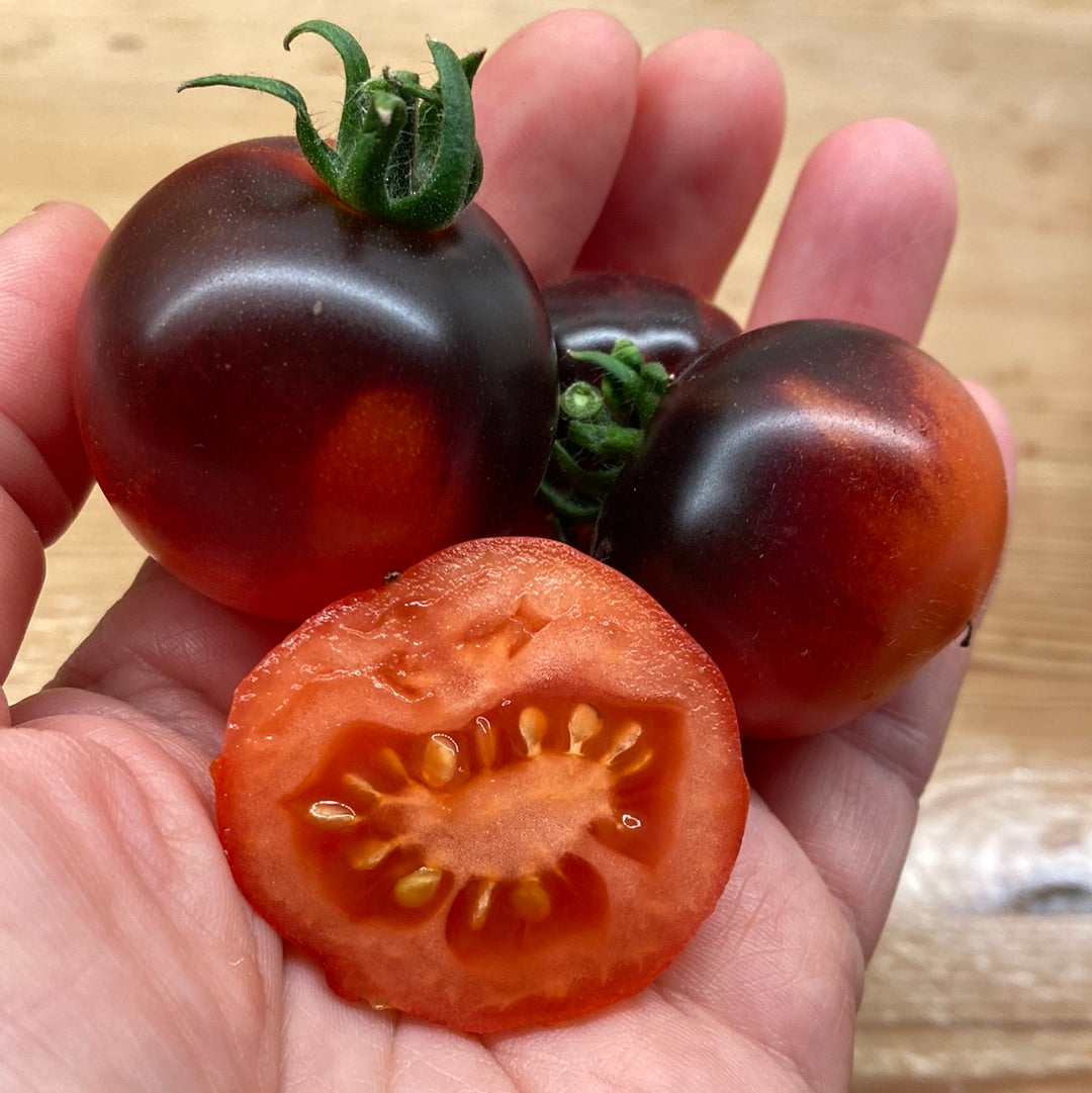 Blaue Zimmertomate, Microbusk