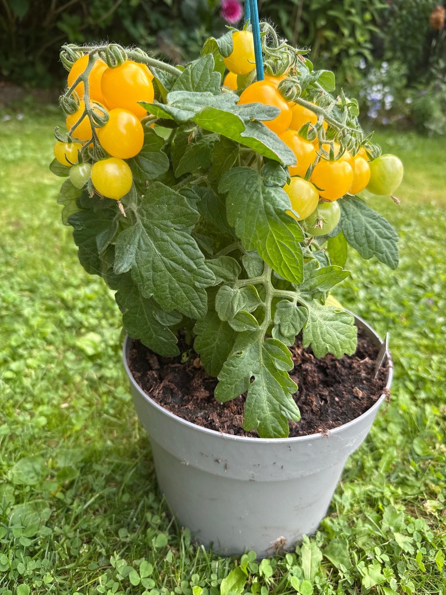 Hahm’s Gelbe Topftomate Microbusk