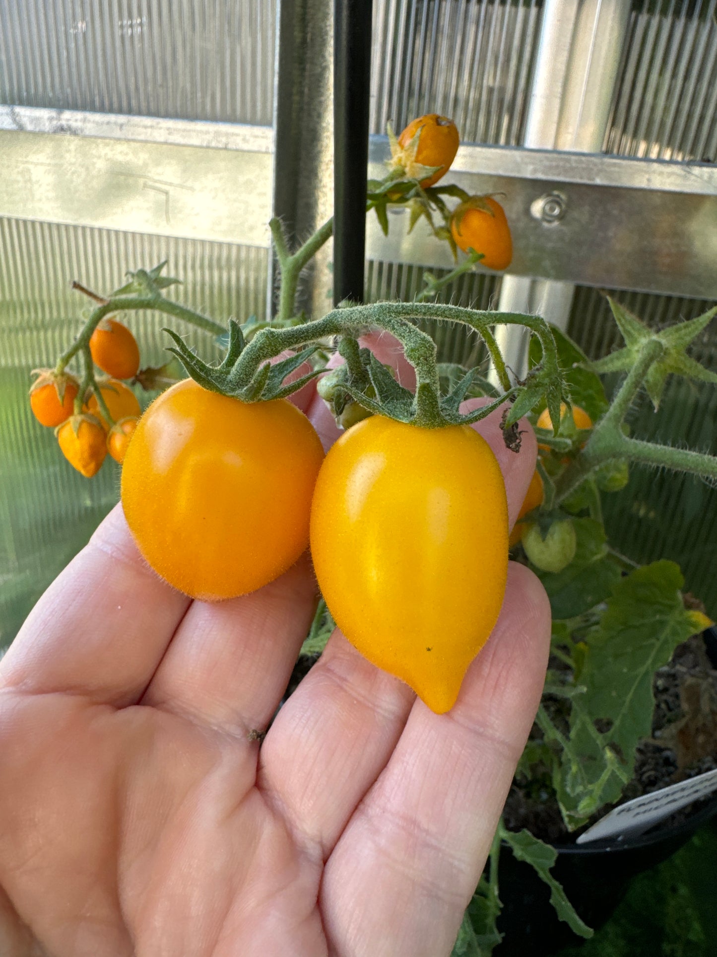 Funnyplum Orange, microbusk