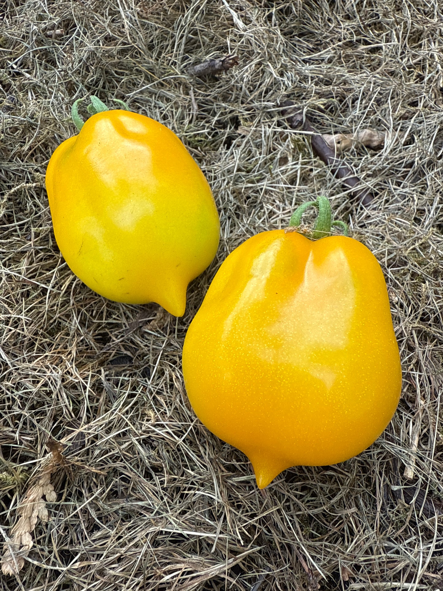 Citrina