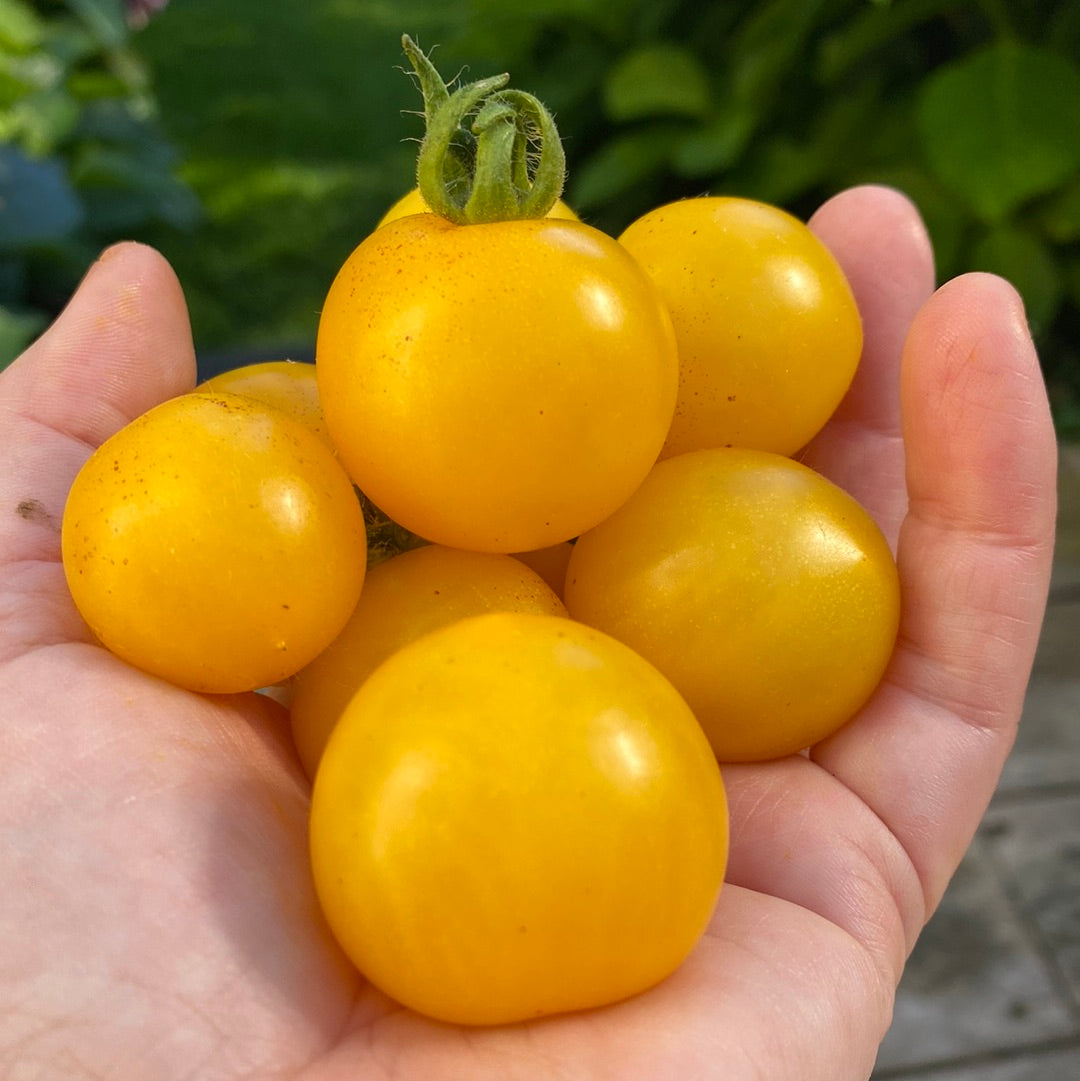Hahm’s Gelbe Topftomate Microbusk