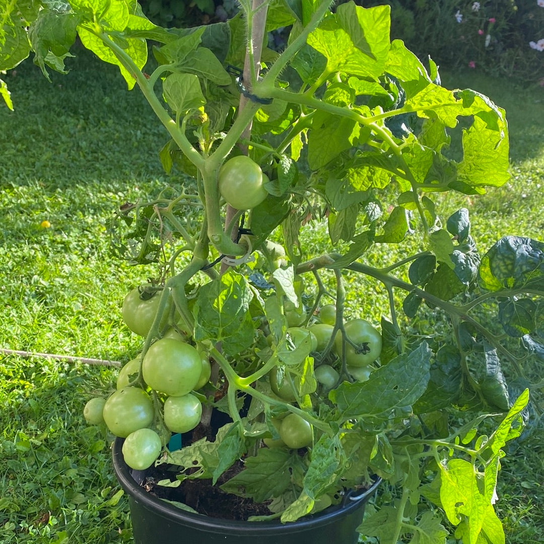 Bogus Fruchta , krukke/busktomat
