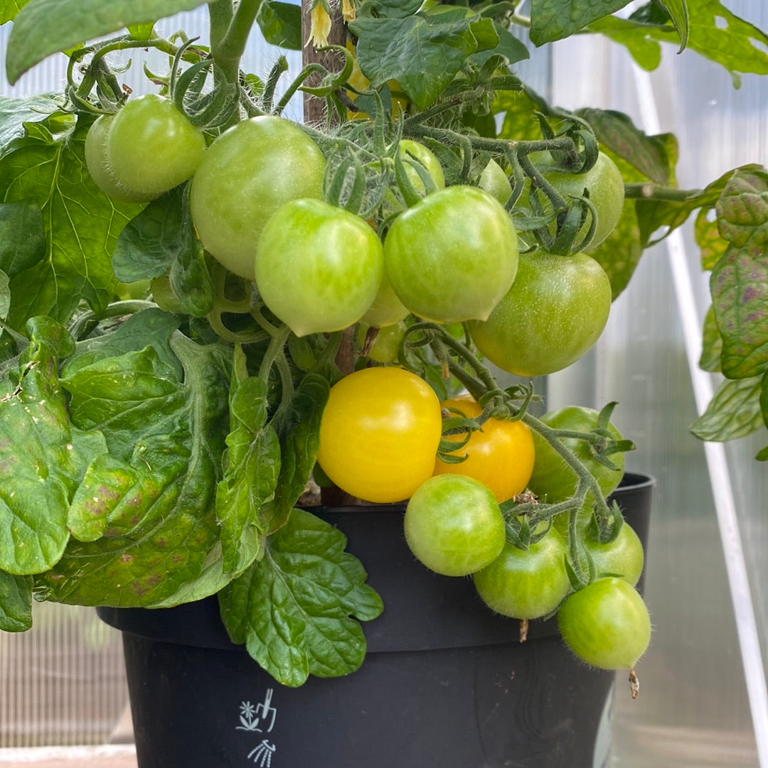 Hahm’s Gelbe Topftomate Microbusk