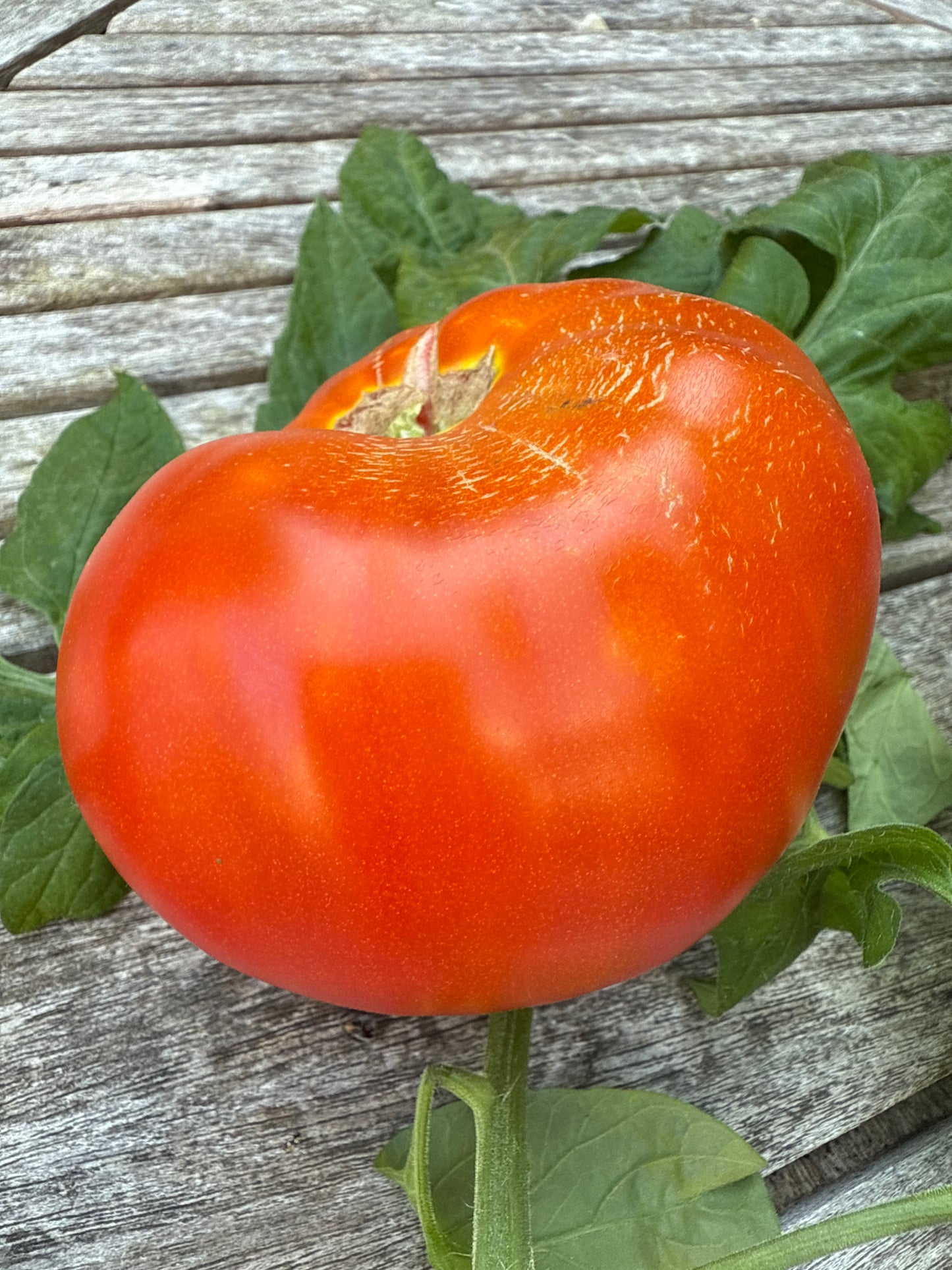 Gigantesque