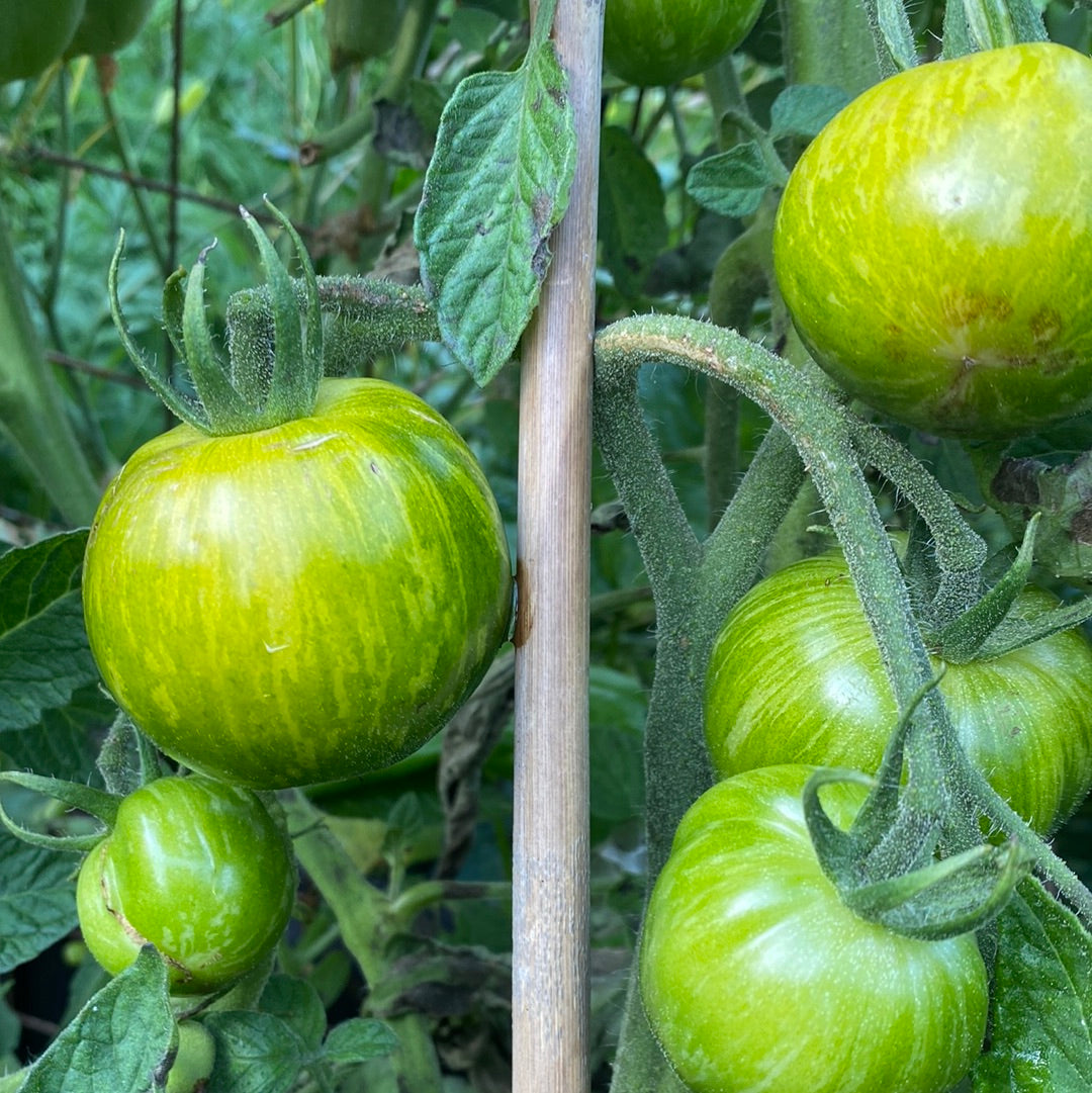 Green Zebra