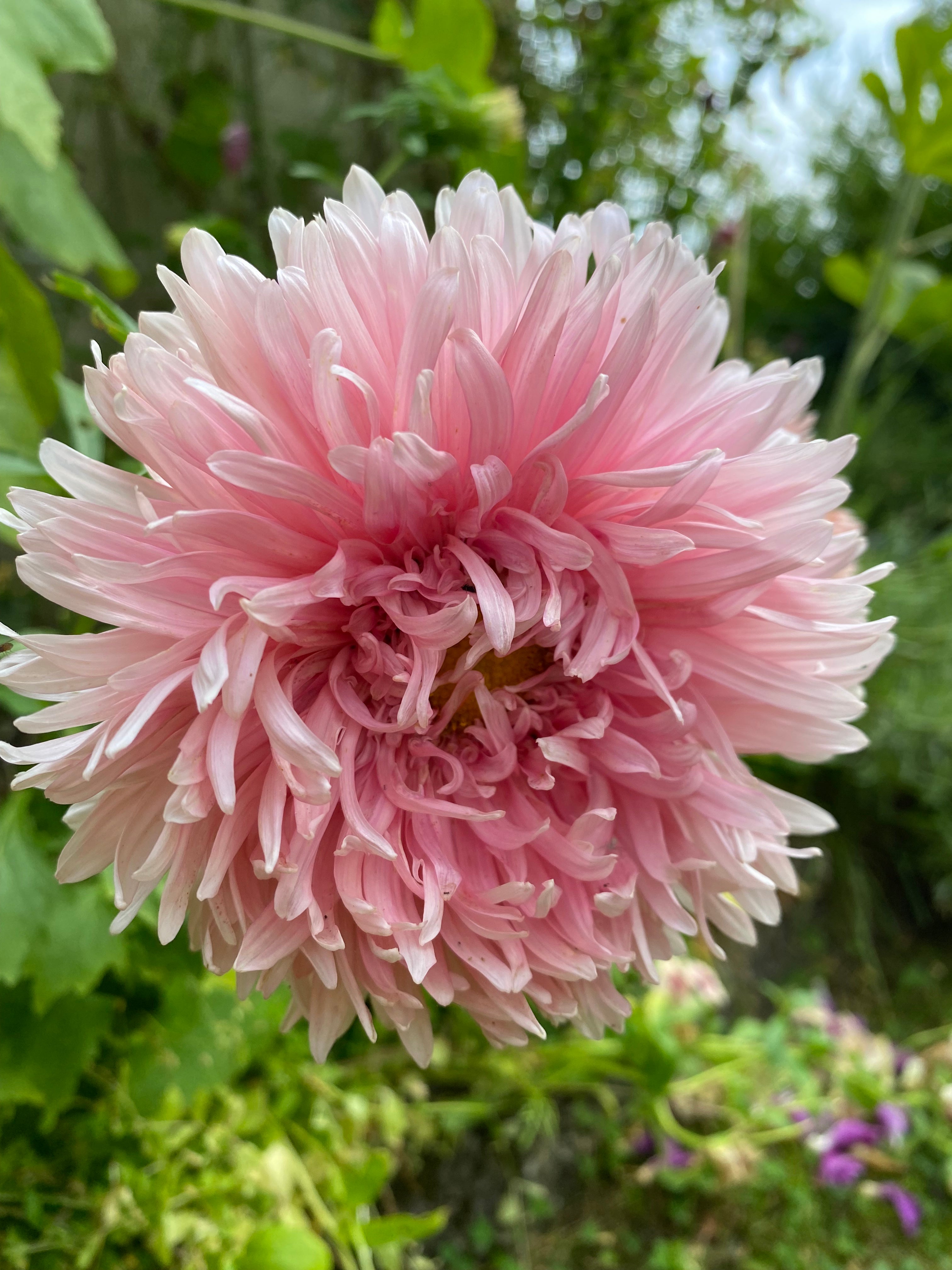 Fru Petunia