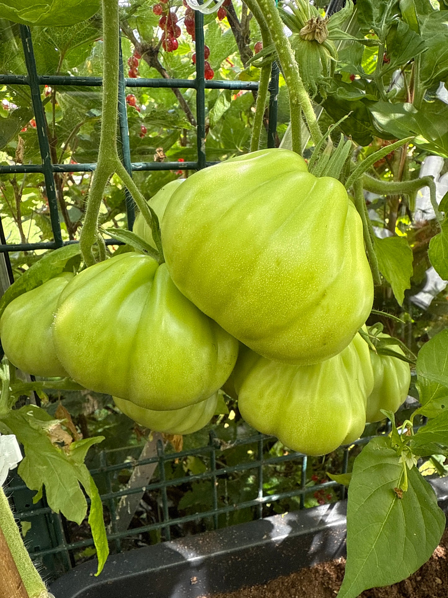 Red Pear Franchi