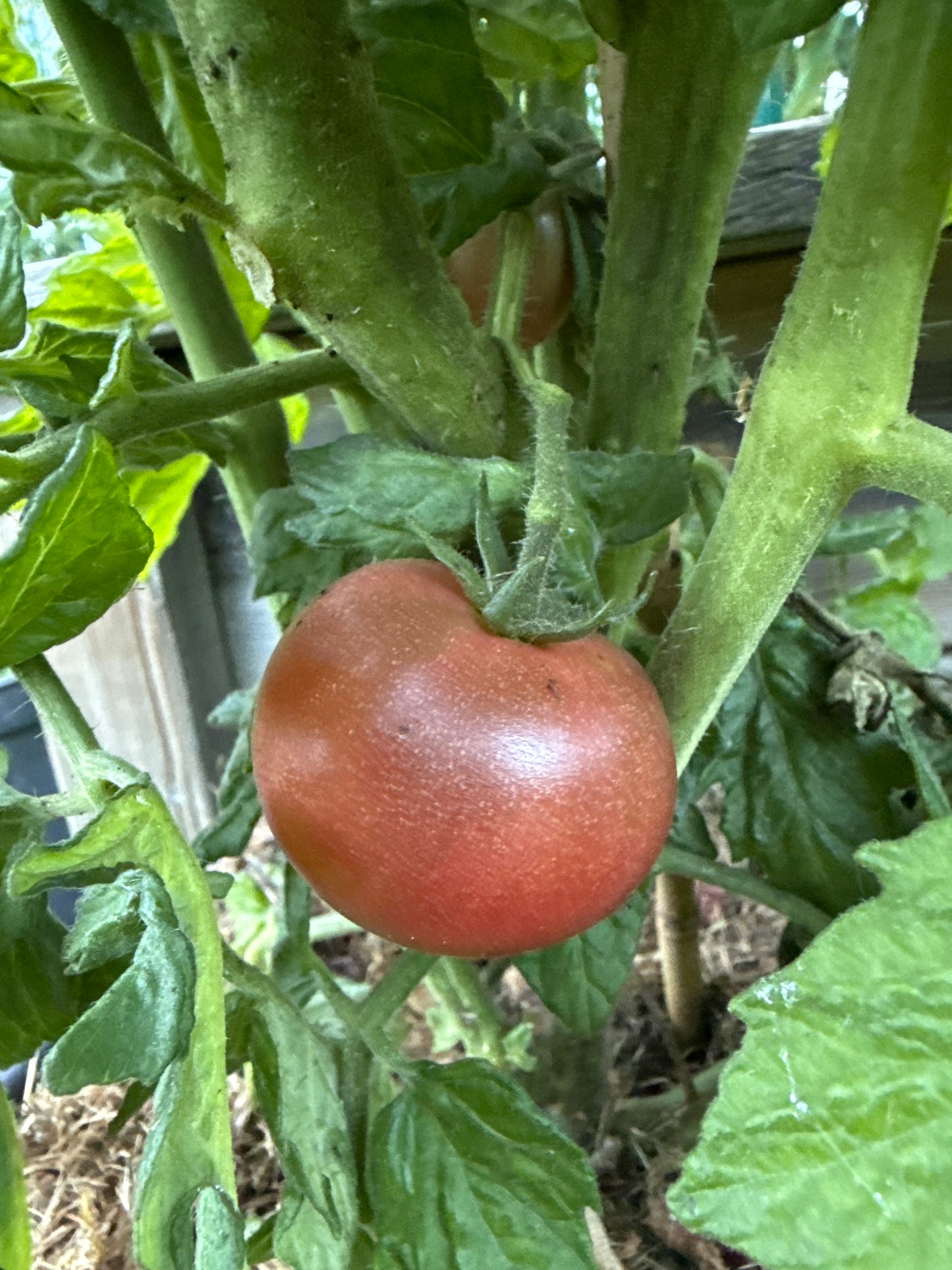 Dwarf Mary’s Cherry