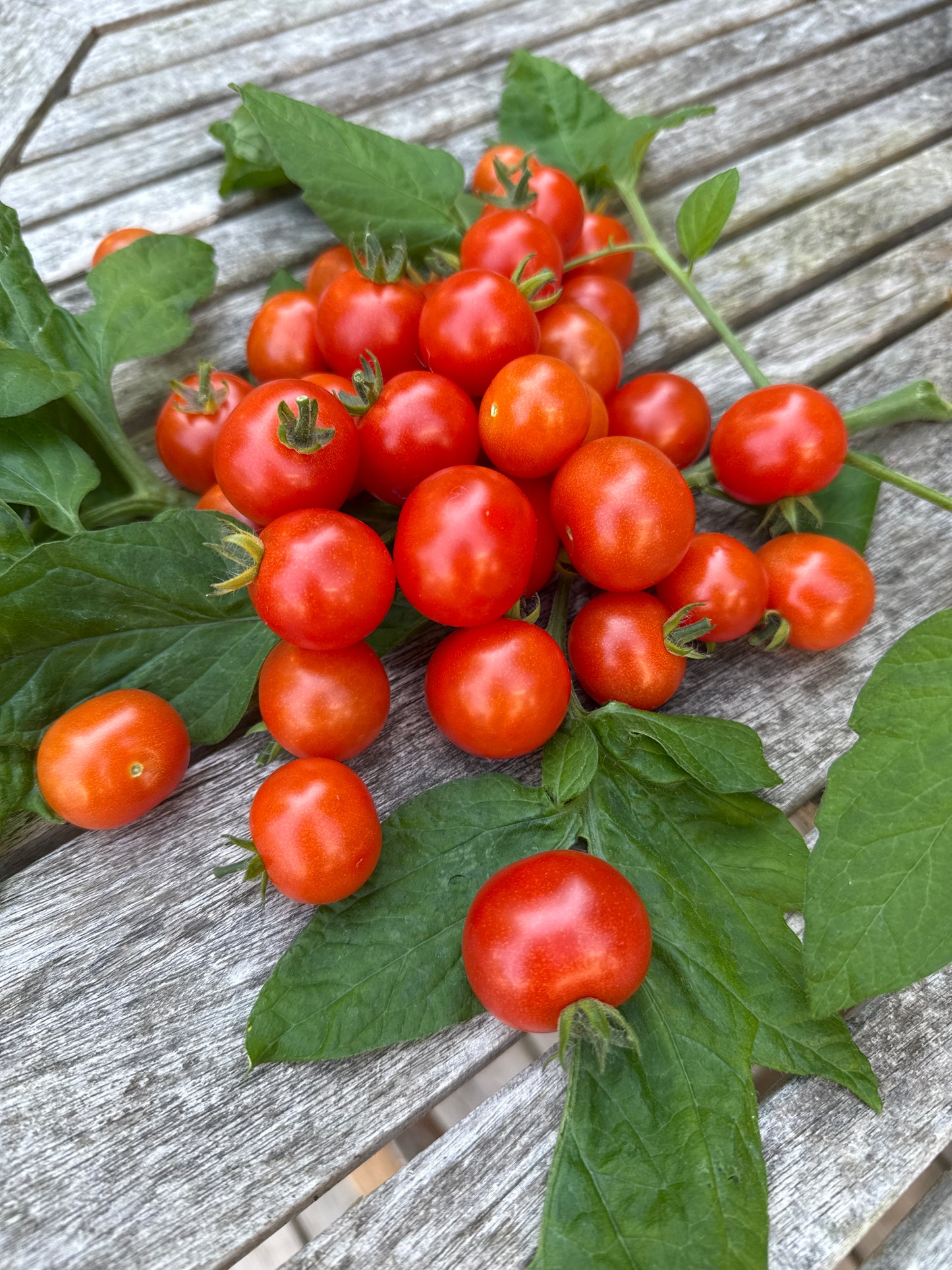 Sweet & Neat Scarlet, microbusk