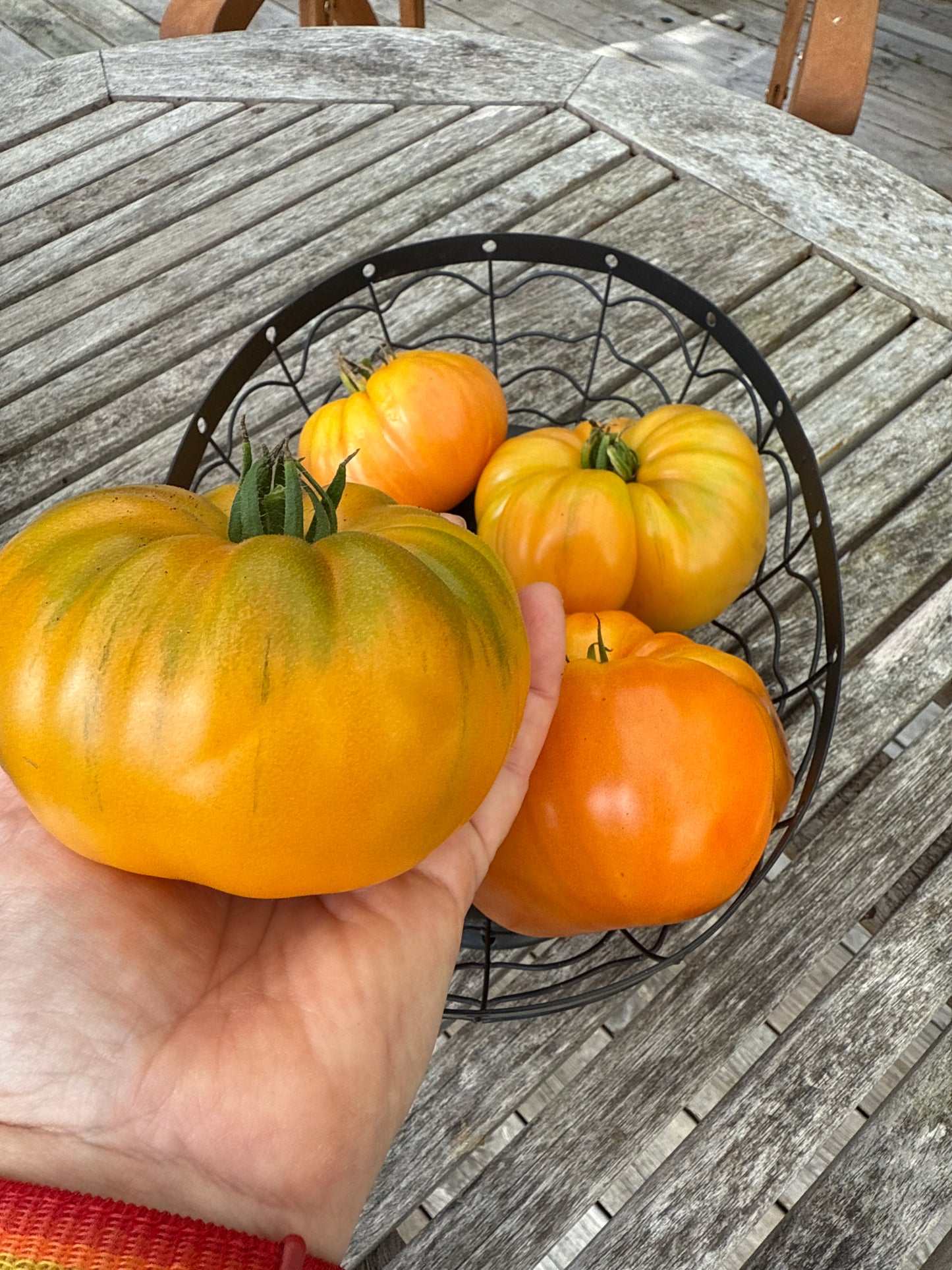 Apricot Brandywine