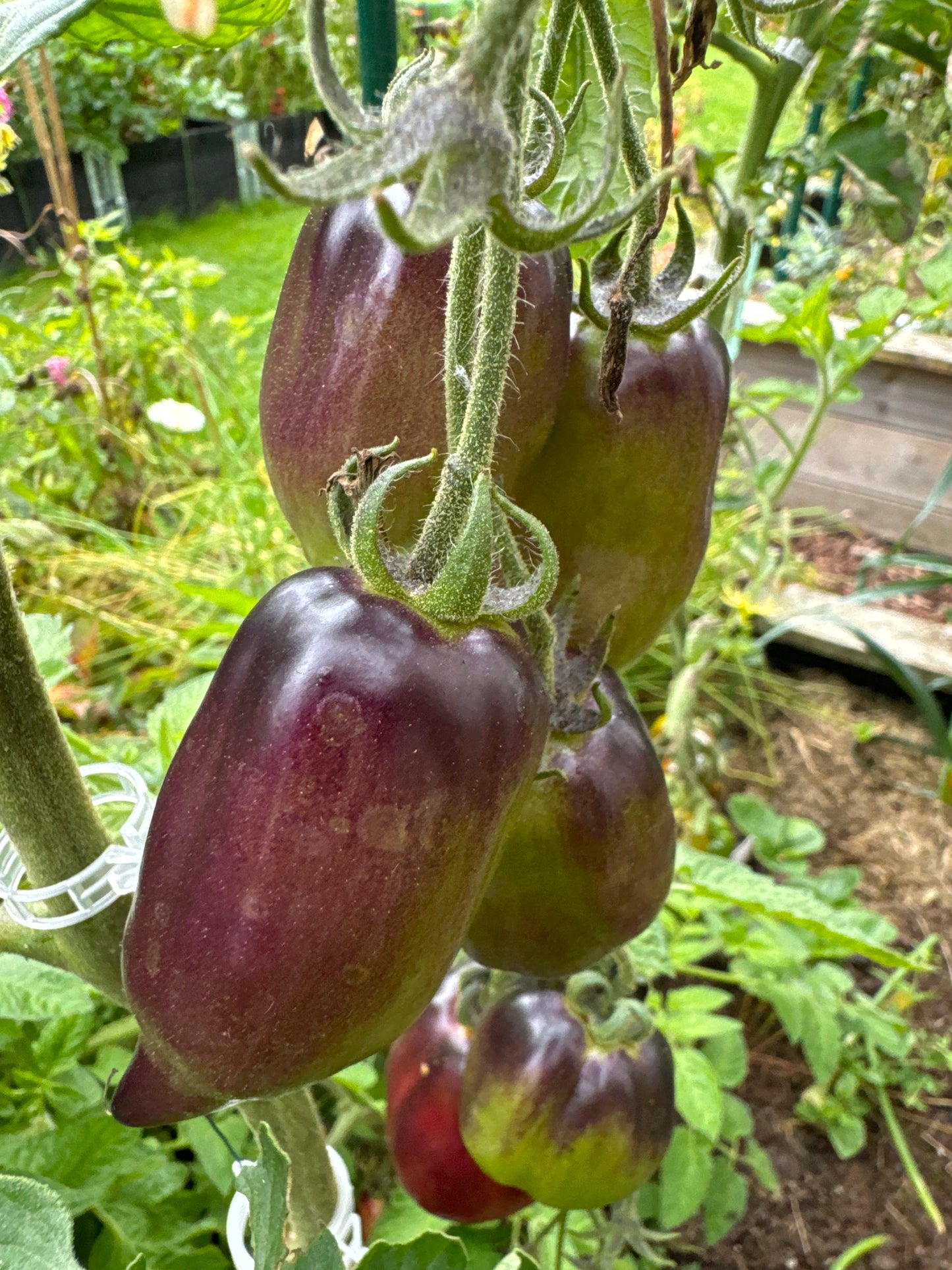 Plum Gourmet