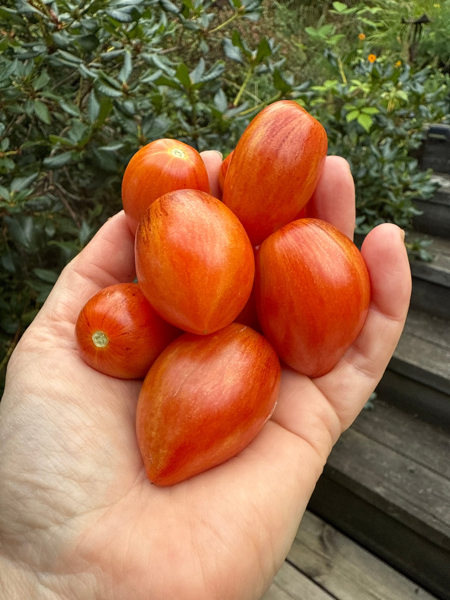 Dynamite Delight, microbusk