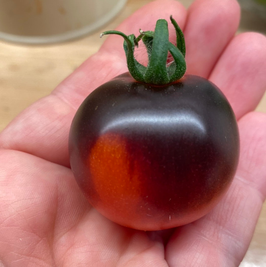 Blaue Zimmertomate, Microbusk