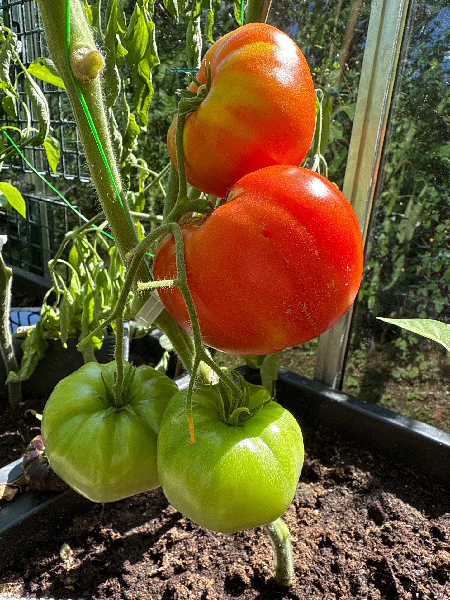 Gigantesque