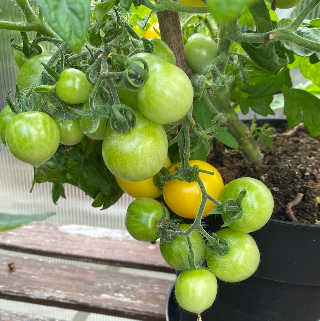 Hahm’s Gelbe Topftomate Microbusk