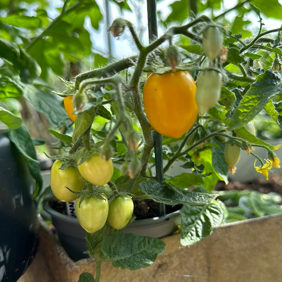 Funnyplum Orange, microbusk