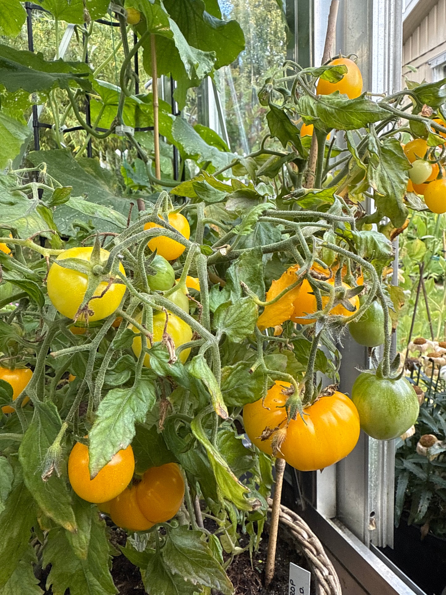 Raindrop , microbusk