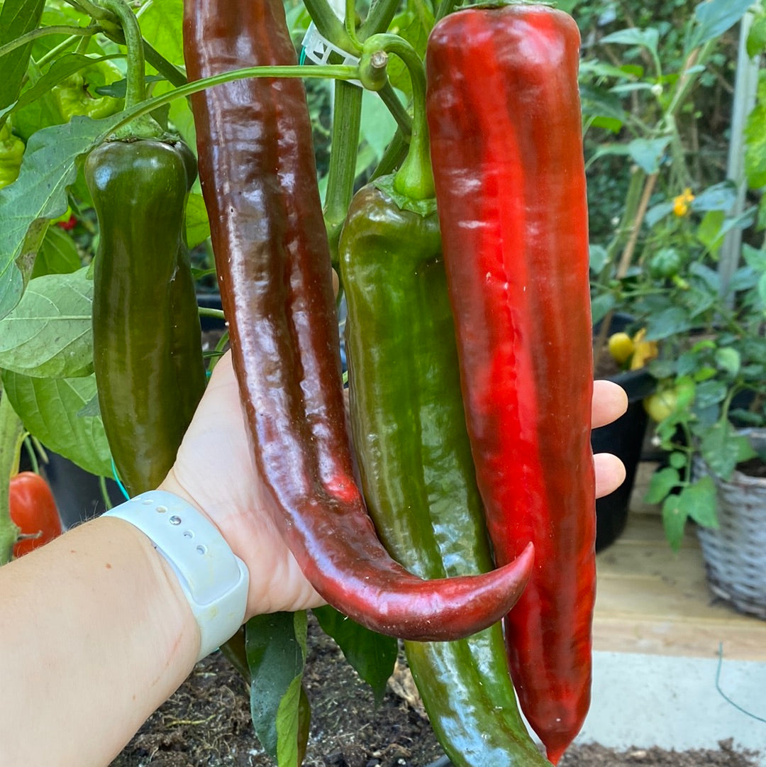 Paprika Marconi Rosso