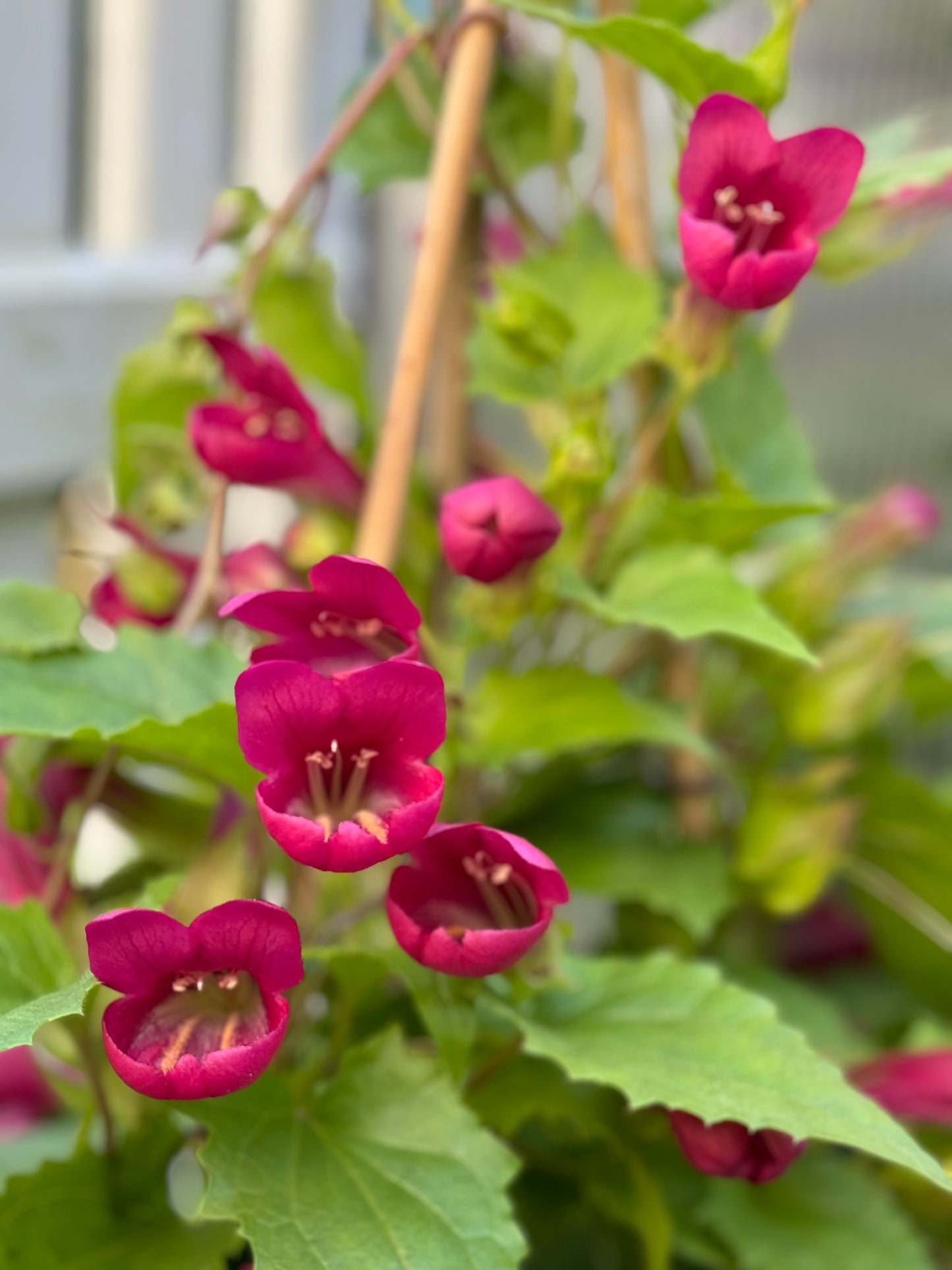 Løvemunnranke "Red Dragon"
