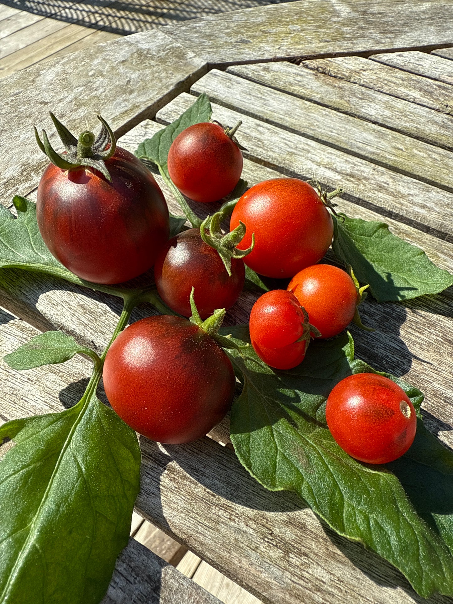 Super Bunny, microbusk