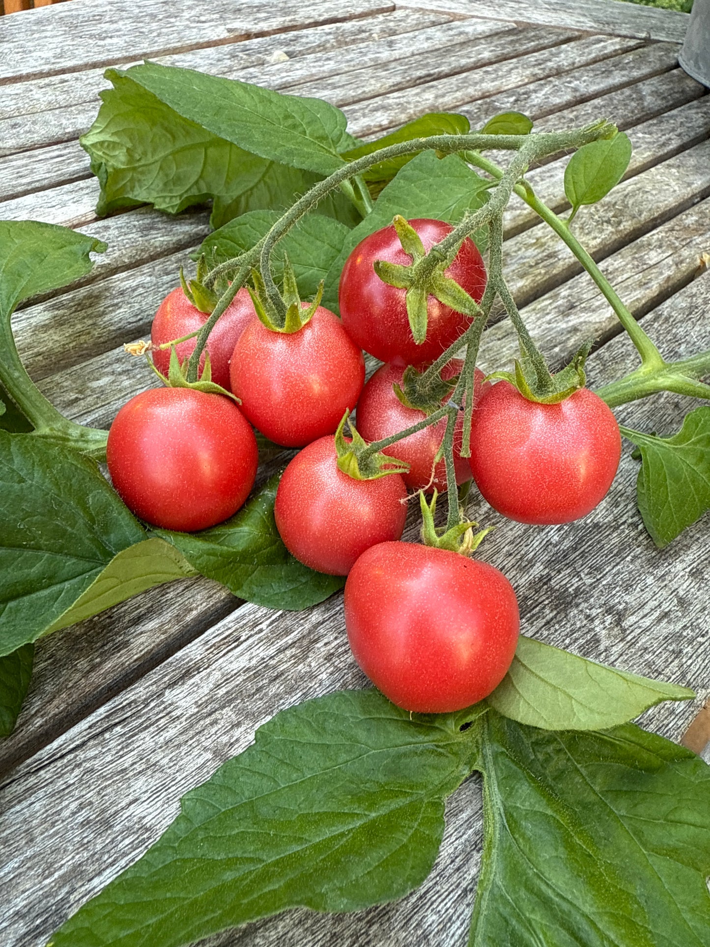 Gartenperle ampel