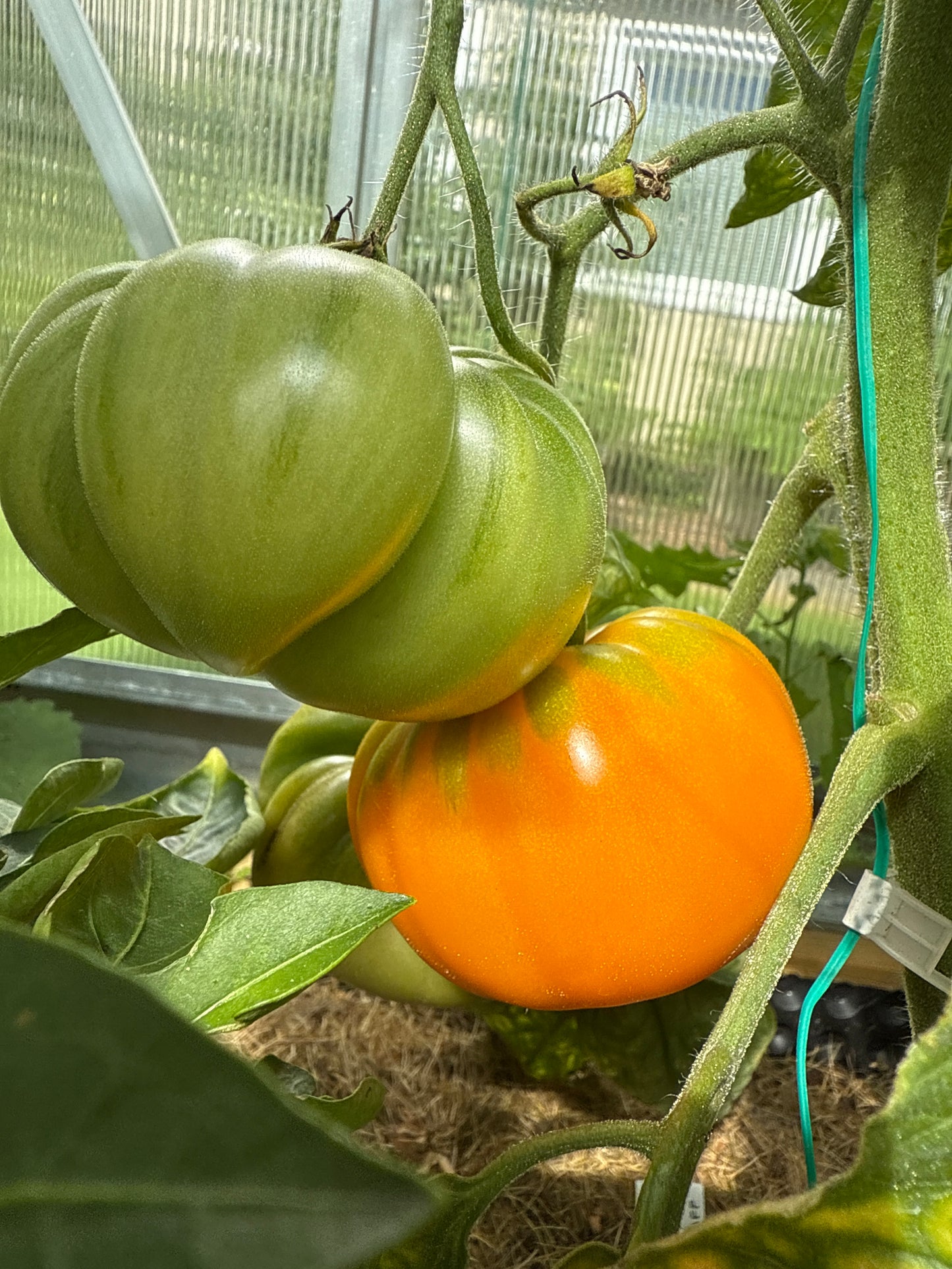 Apricot Brandywine