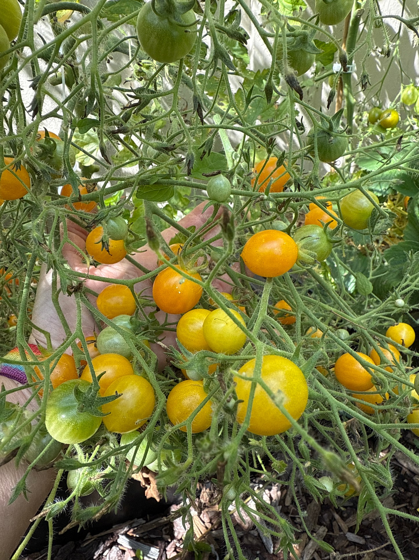 Mirabelle Jaune, multifloratomat