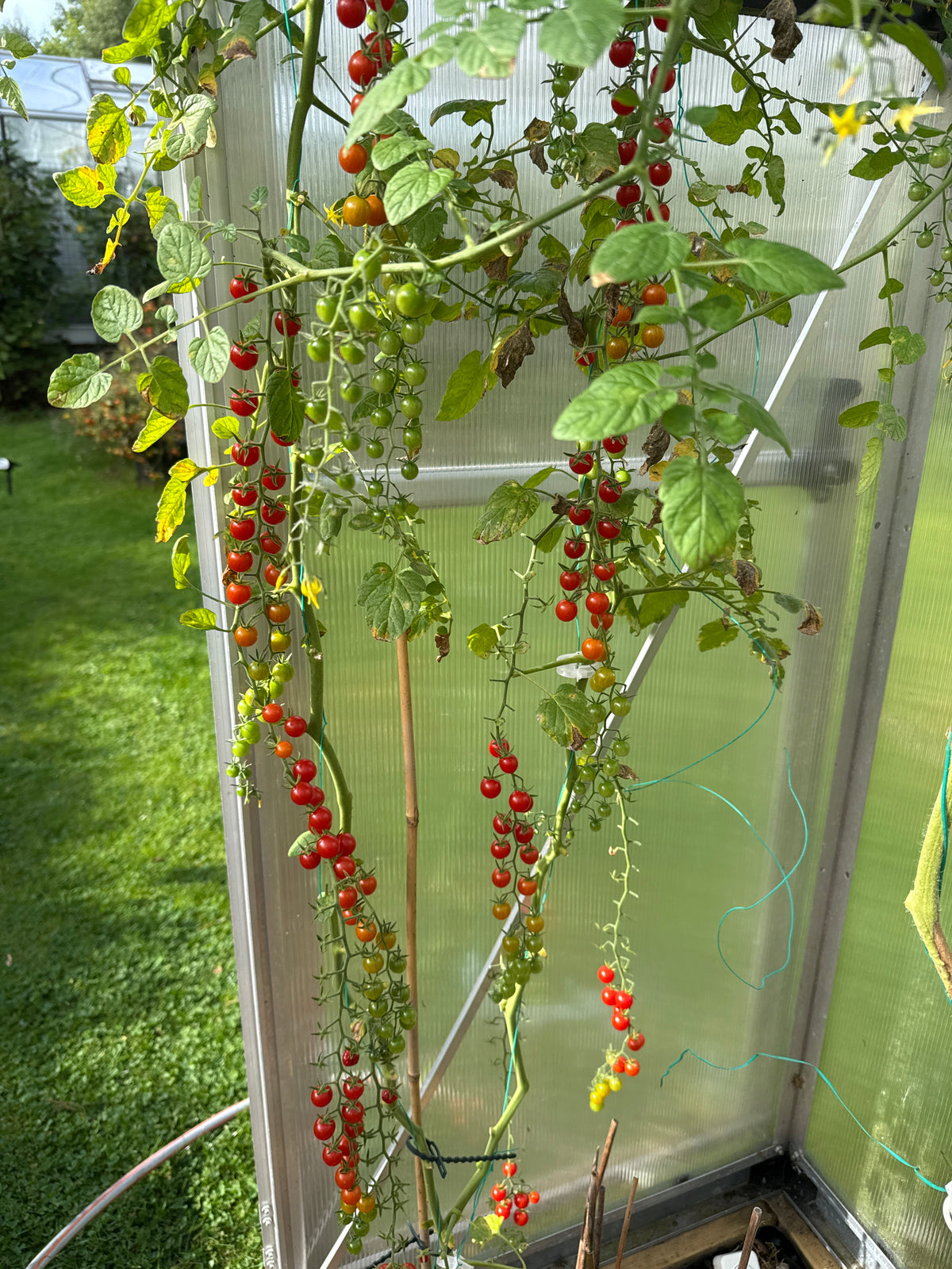 Currant Sweet Pea